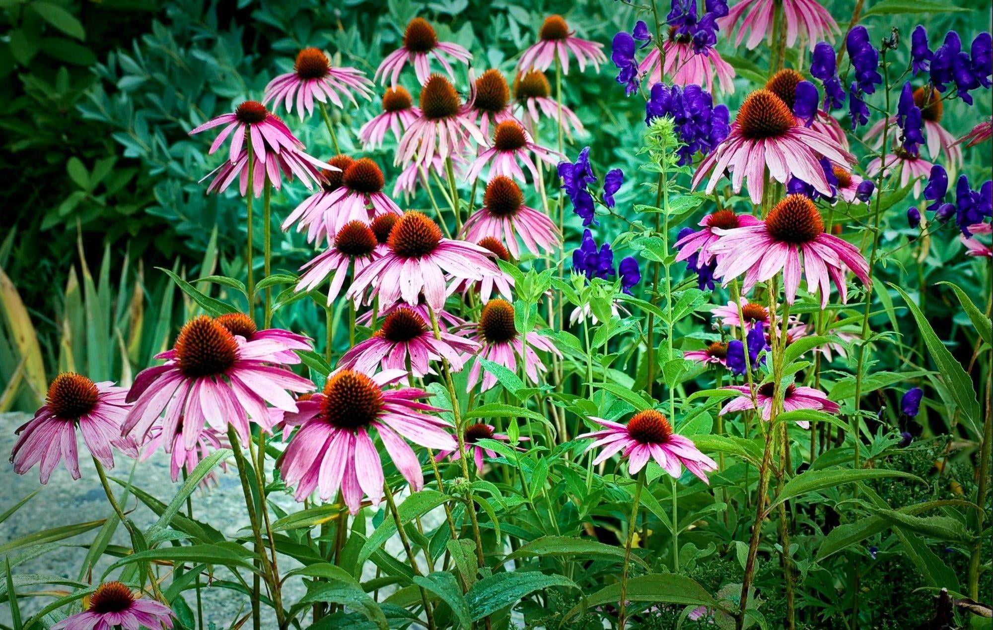day, outdoors, close-up, herbs, pollen, fragility, flower head, drop, flower, park, no people, pink color, freshness, petaled, nature, flowering plant, HD Wallpaper