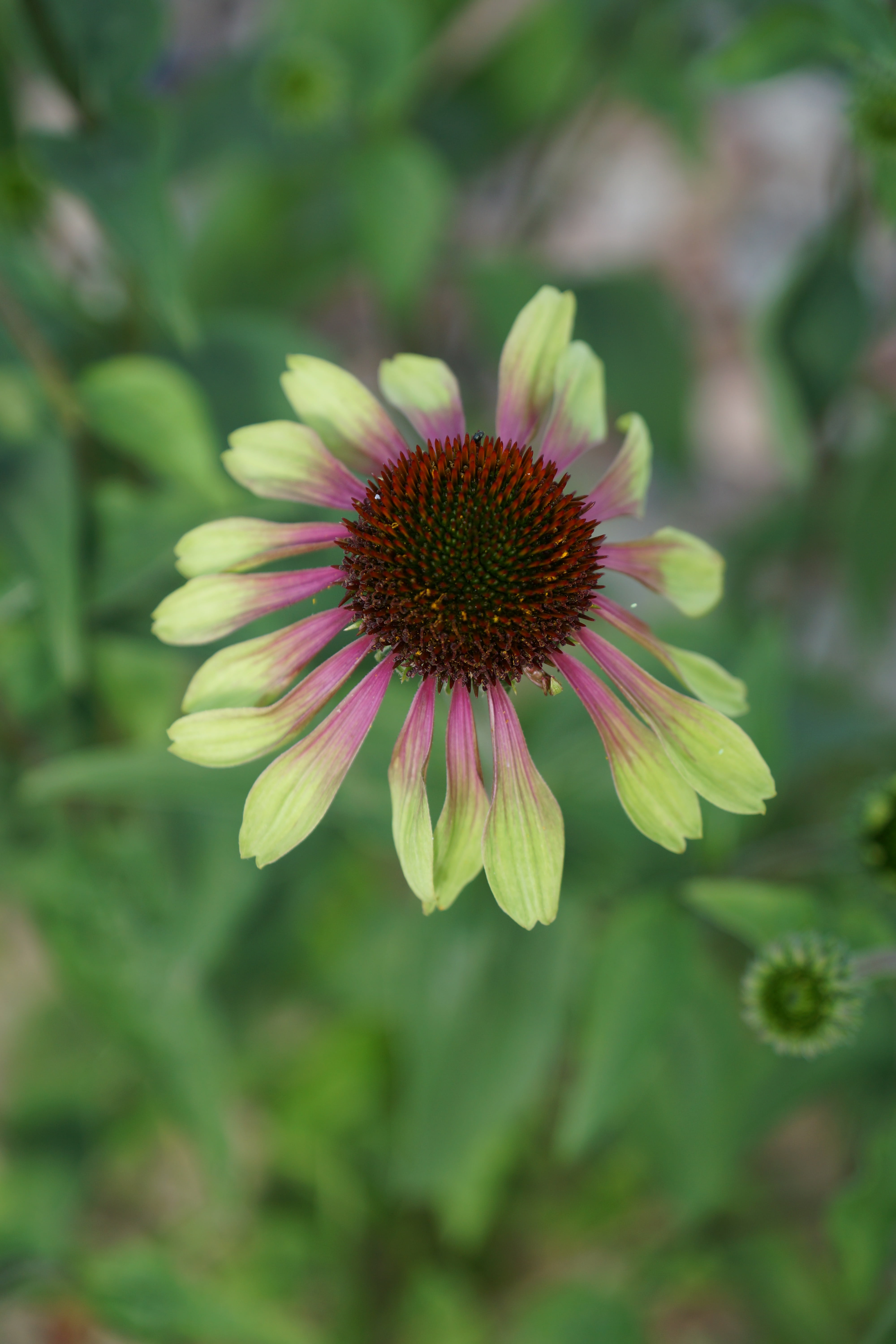petal, close-up, focus on foreground, plant, selective focus, summer, vulnerability, nature, growth, outdoors, freshness, inflorescence, a garden plant, Phone HD Wallpaper