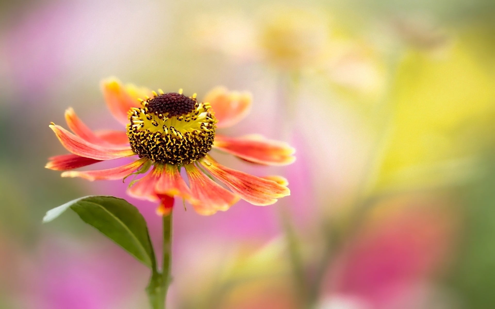 green Color, blossom, outdoors, pollen, sunlight, multi Colored, coneflower, plant, leaf, single Flower, field, flower, purple, vibrant Color, macro, fragility, HD Wallpaper