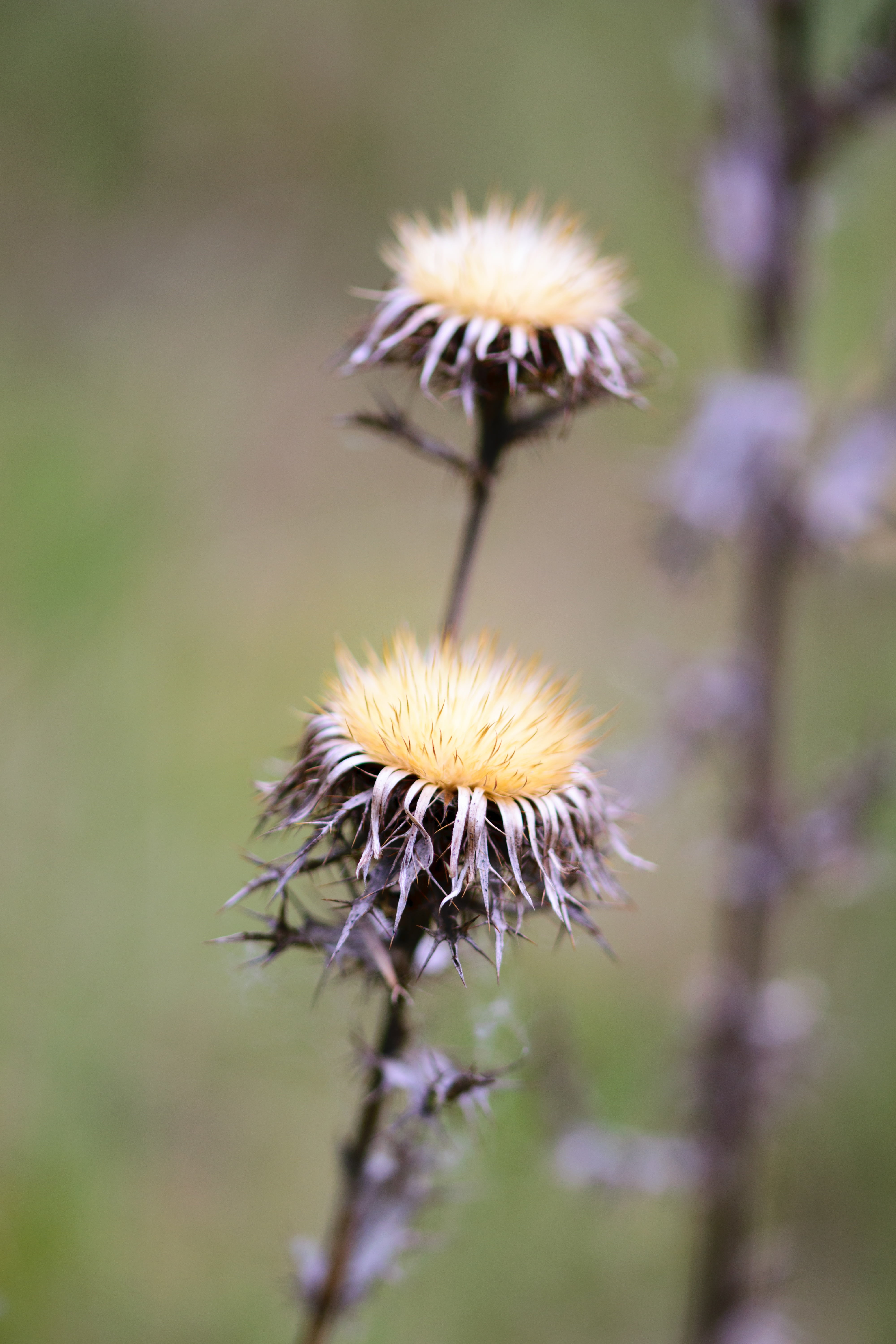 dandelion, flower head, field, park, green, beauty, beautiful, day, morning, coneflower, freshness, pink, close-up, purple, wild, detail, white, color, Phone HD Wallpaper