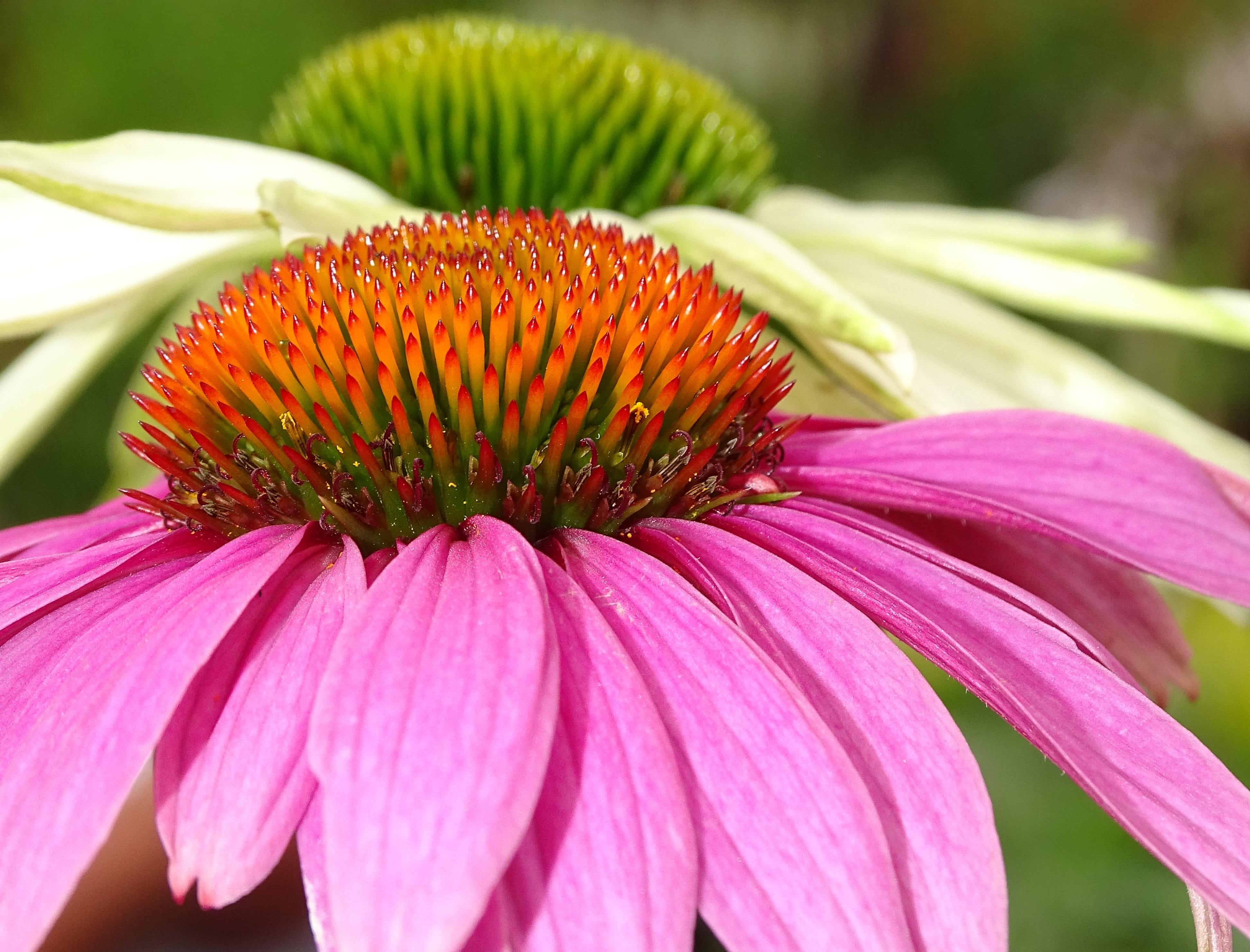 perrennial, beauty in nature, 4K, wildlife friendly, petal, fragility, nature, flower head, vulnerability, flower, echinacea, pollen, no people, plant, HD Wallpaper