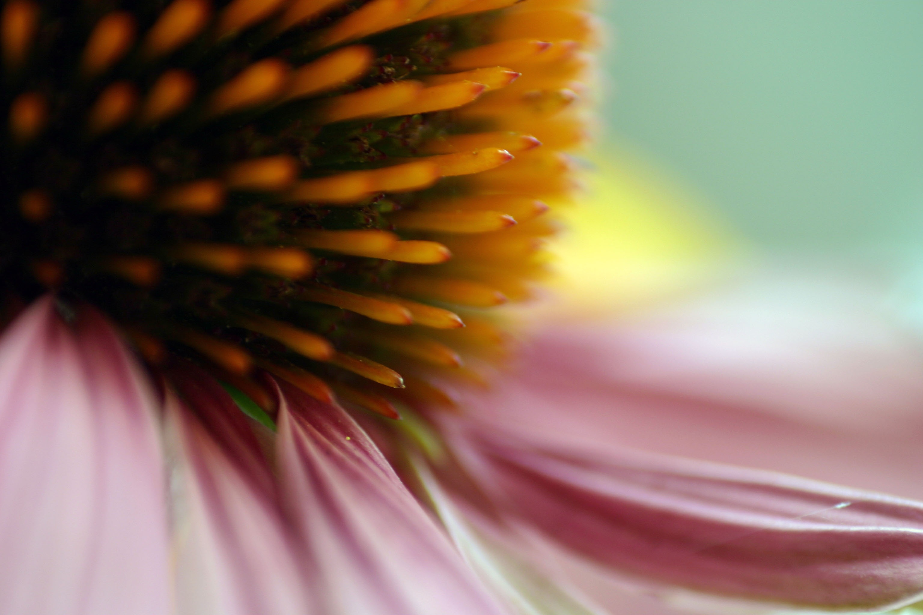 soft focus, selective focus, extreme close-up, no people, freshness, close-up, fragility, stamen, flower, 2K, flower head, beauty in nature, blossom, macro, HD Wallpaper
