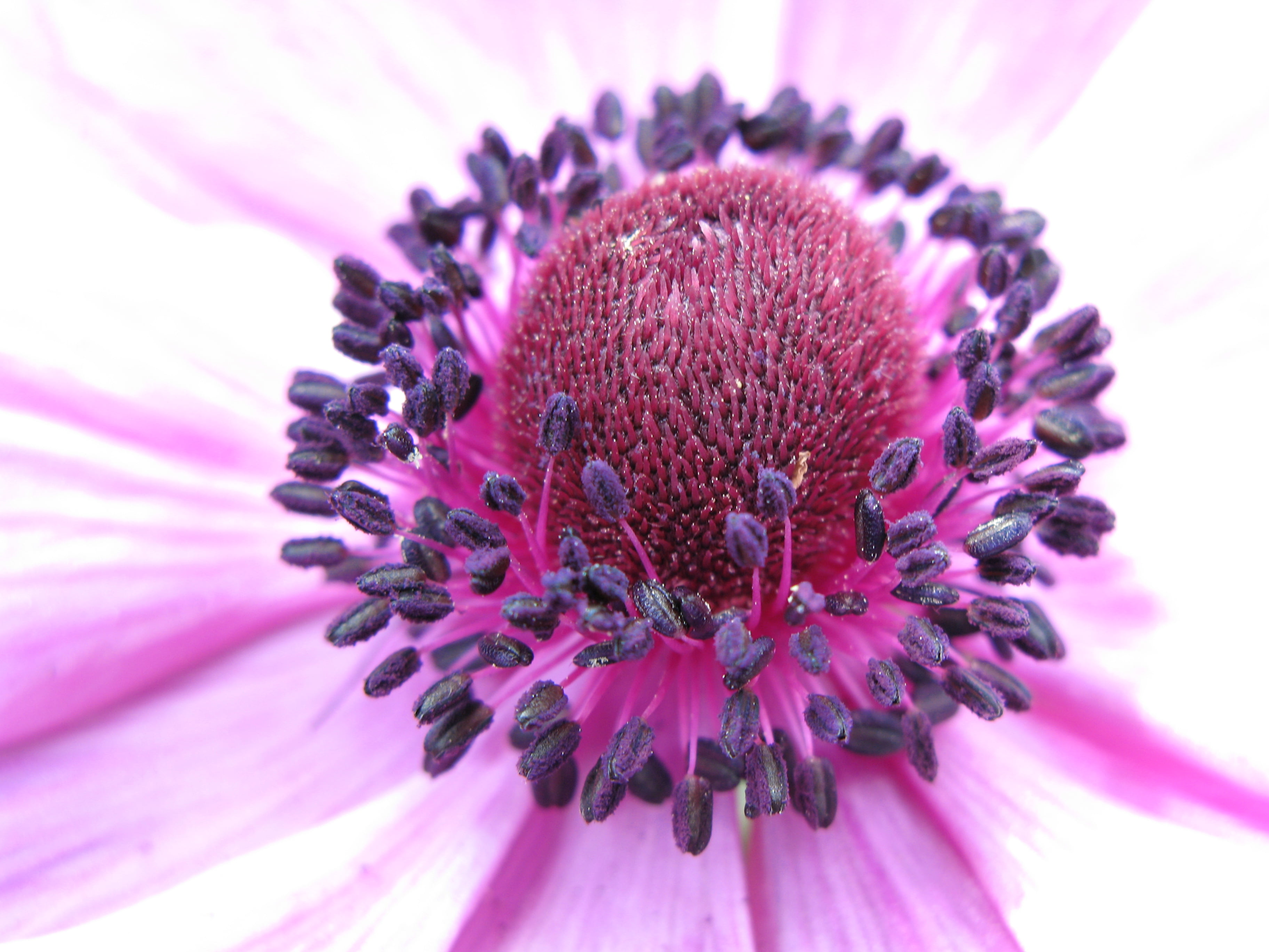 プル, Flower, anemone, coronaria, Anemone  coronaria, nature, hi  res, 2K, 牡丹, high, はな, 紫, Group, Echinacea, Anemone coronaria, 精細, パ, むらさき, G7, NO LIMITS, HD Wallpaper