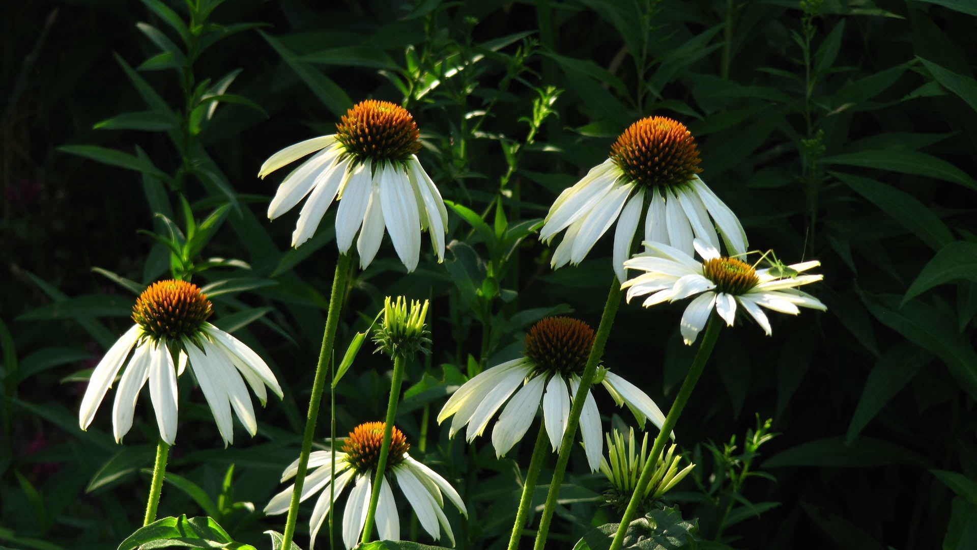 flowerbed, echinacea, leaf, daisy, green Color, flower Head, herbal Medicine, 1080P, outdoors, yellow, botany, backgrounds, macro, black-eyed susan, coneflower, HD Wallpaper