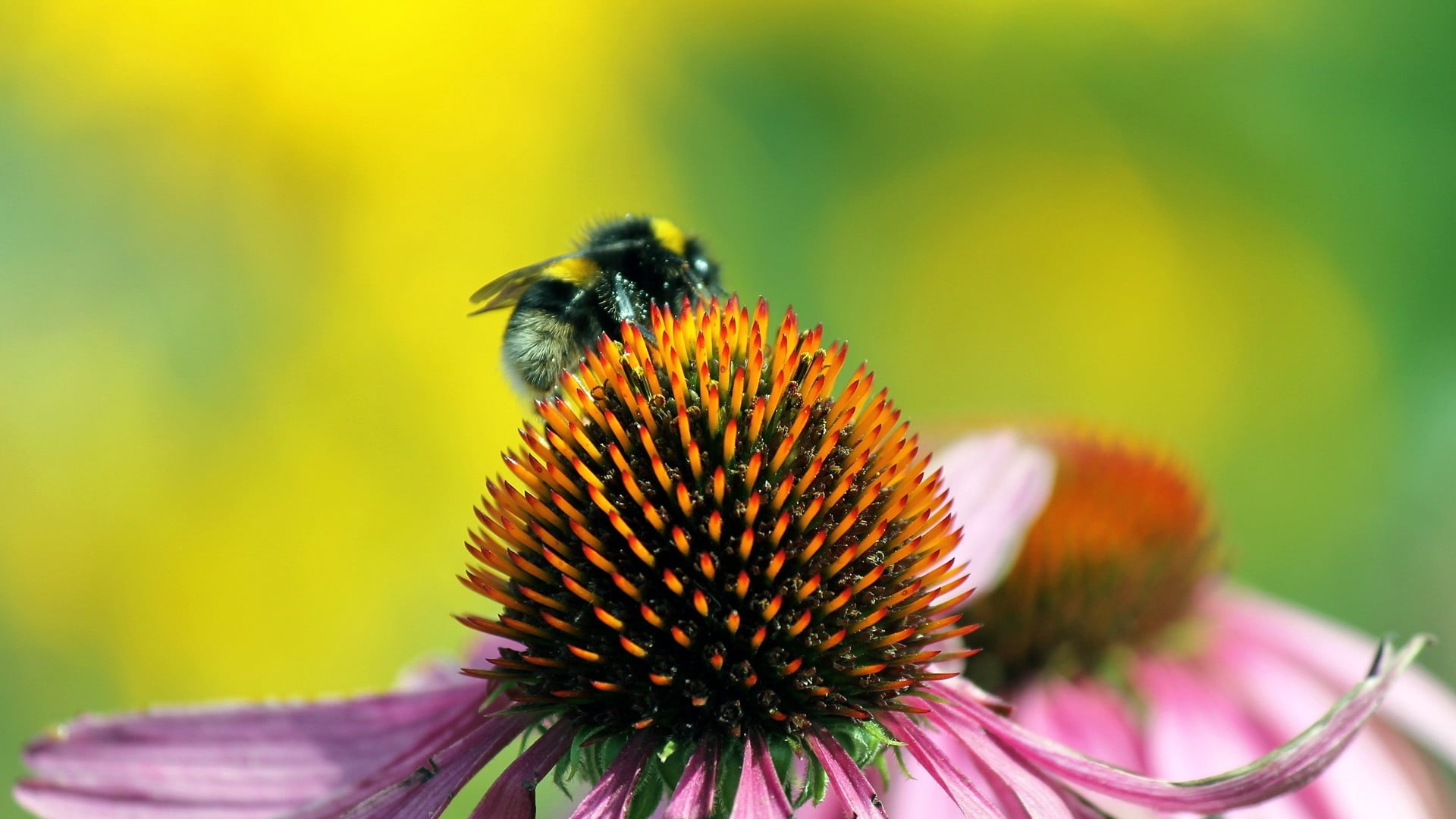 invertebrate, bumblebee, yellow, echinacea, no People, thistle, flowering plant, bee, close-up, honey, focus on foreground, freshness, insect, nature, outdoors, HD Wallpaper