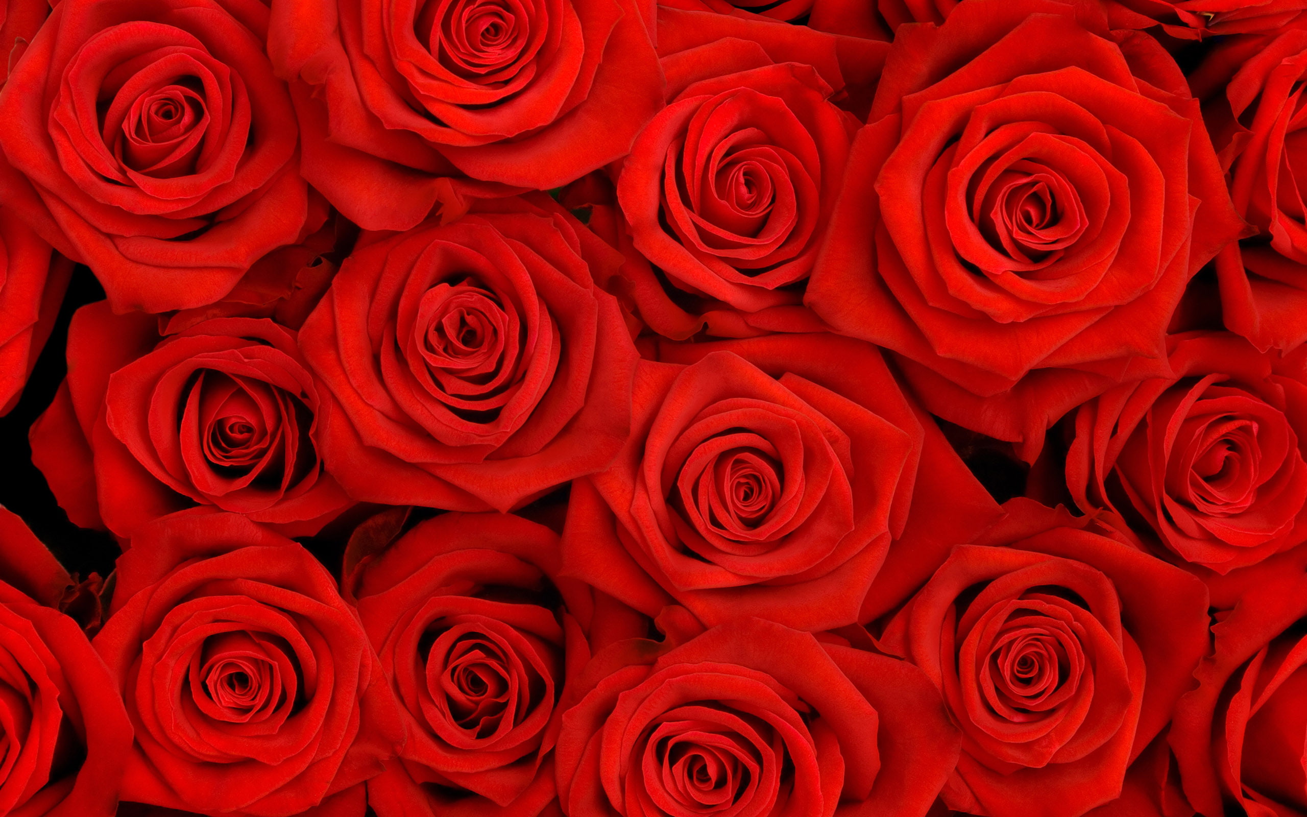 lovely, hq, 2K, roses, HD Wallpaper