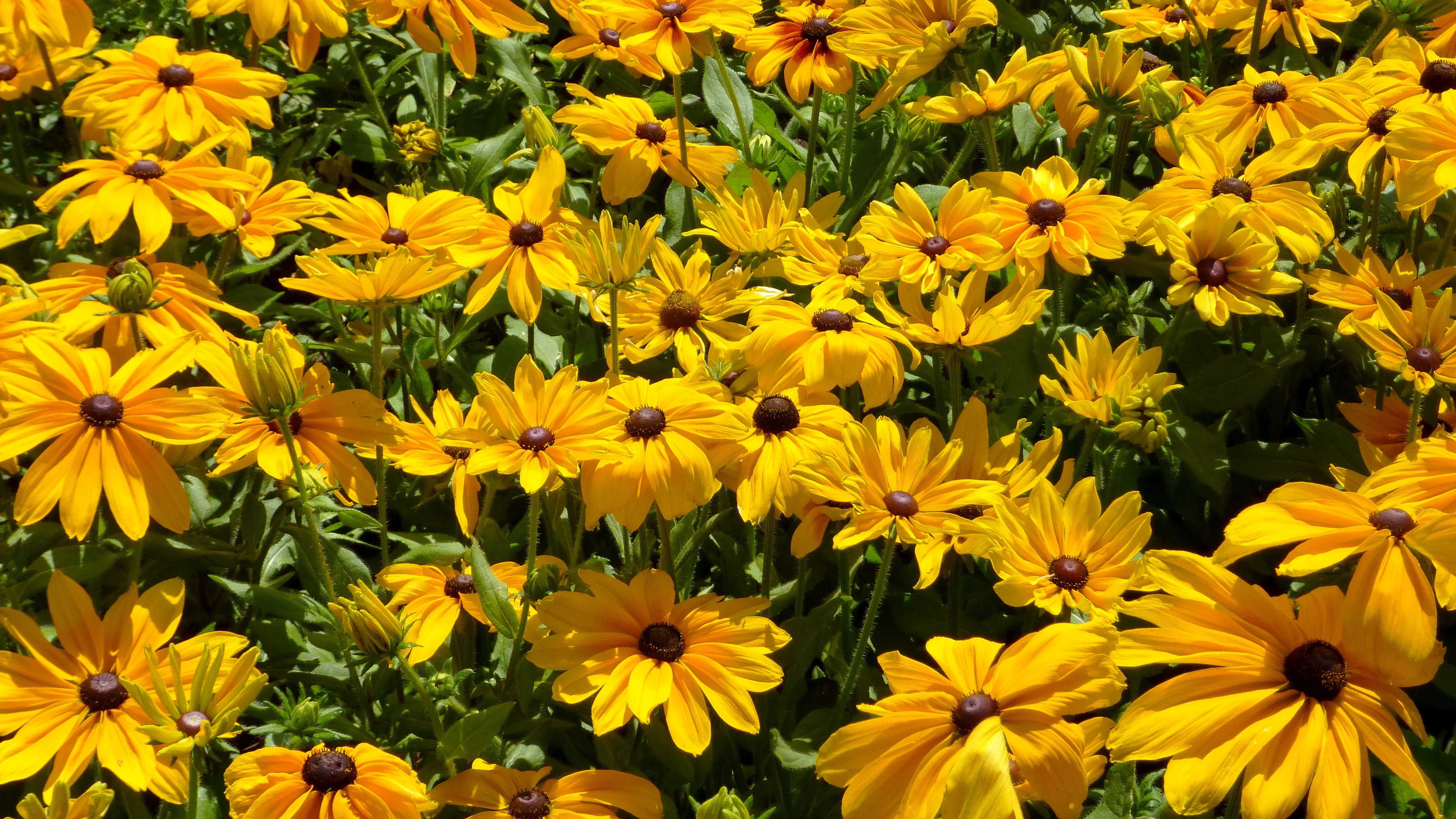 inflorescence, july, flower garden, petal, growth, ornamental, Yellow, close-up, beauty in nature, plants, freshness, outdoors, kúpvirág, flower head, nature, HD Wallpaper