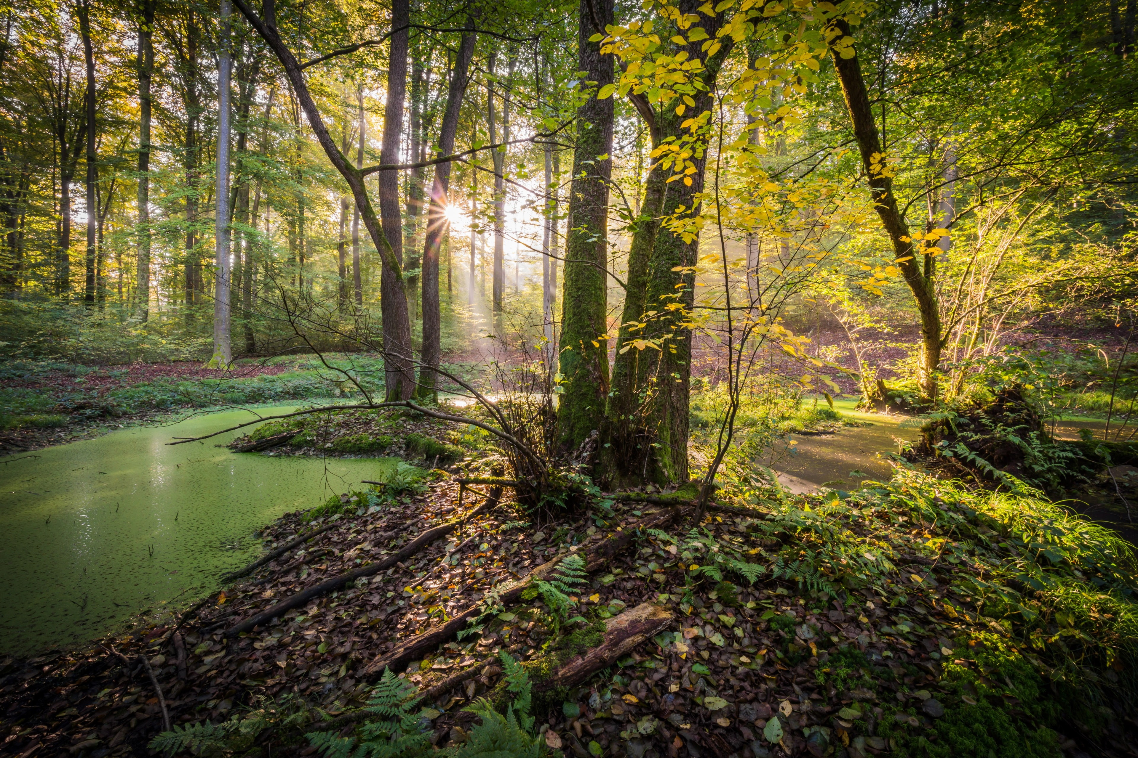 non-urban scene, tranquil scene, outdoors, idyllic, tree, woodland, scenics - nature, no people, day, 4K, forest, water, change, nature, tree trunk, sunlight, HD Wallpaper