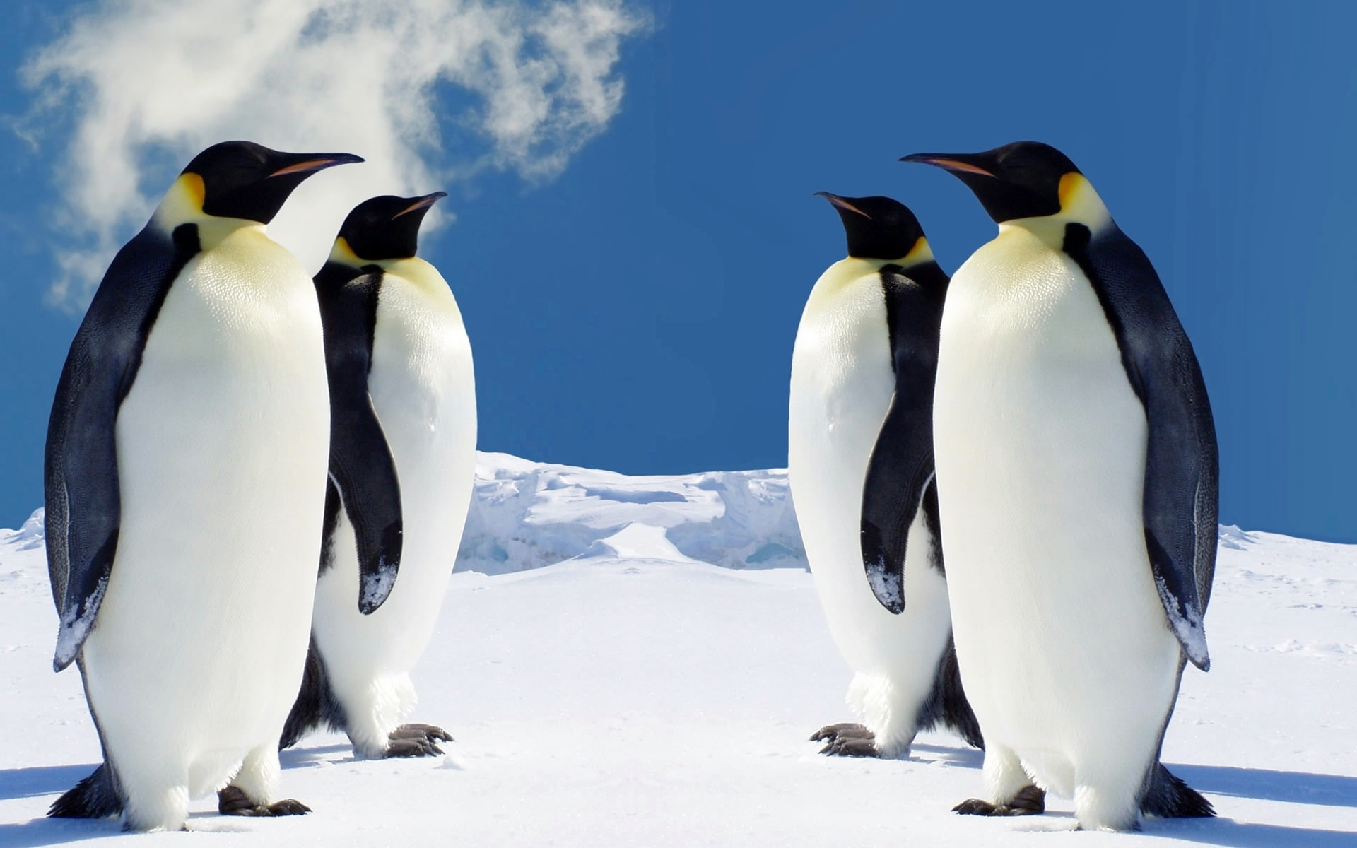 penguins, hq, 1080P, HD Wallpaper