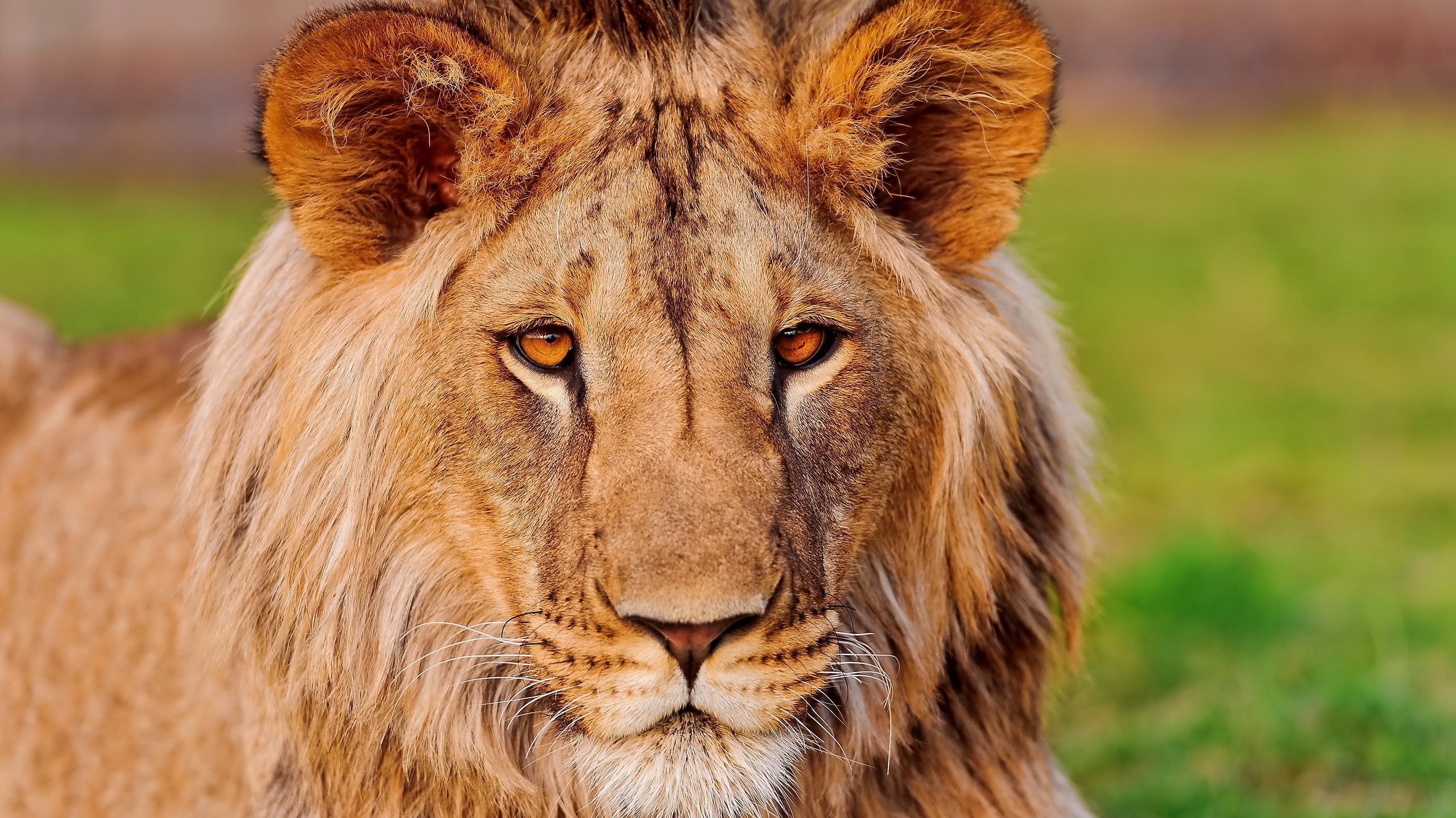 animal wildlife, undomesticated cat, animals in the wild, outdoors, cat, portrait, hq definition lion  desktop, feline, one animal, focus on foreground, HD Wallpaper