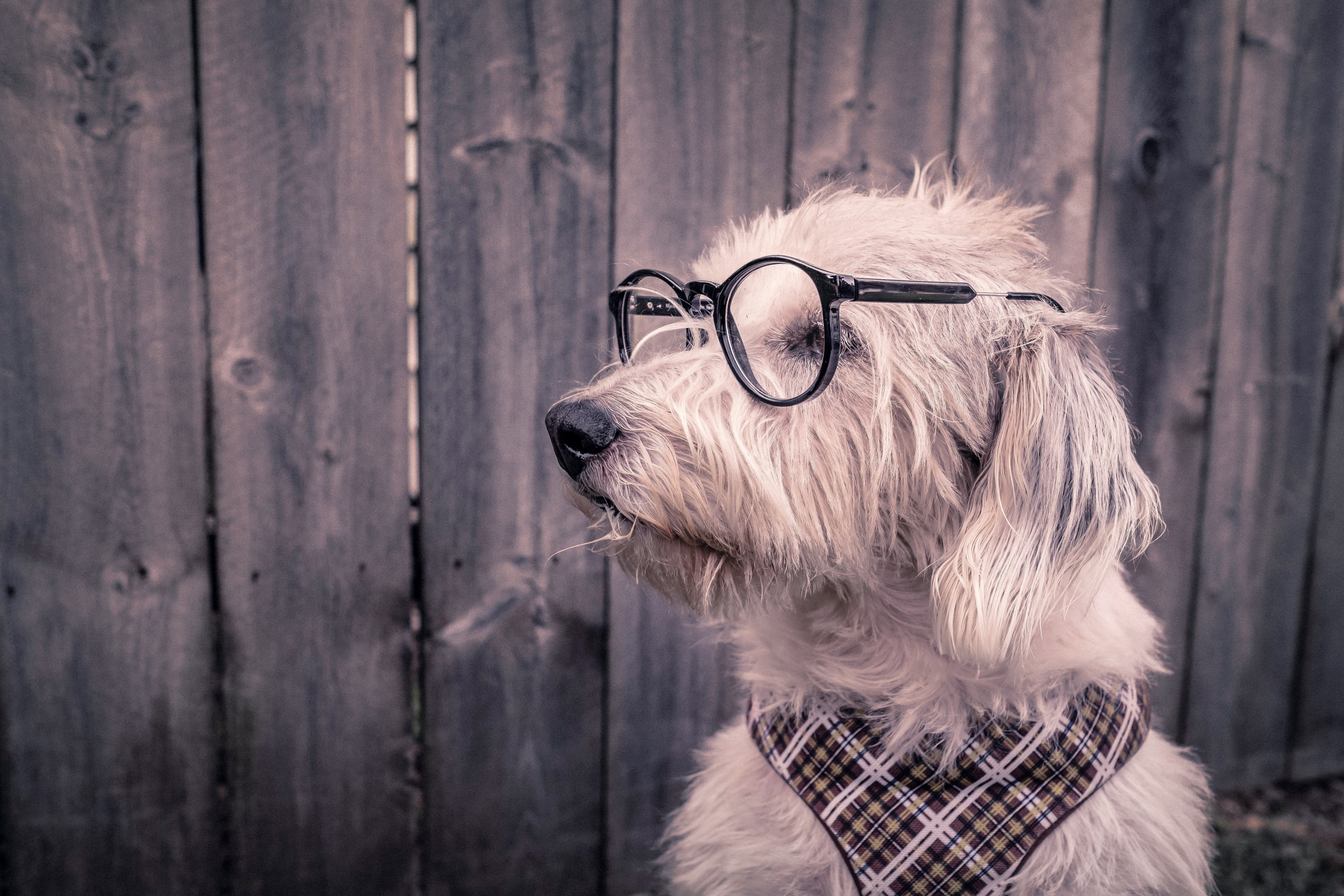 pets, wood - material, fun, animal themes, canine, glasses, 4K, purebred dog, animal body part, domestic animals, domestic, eyewear, humor, fashion, one animal, HD Wallpaper
