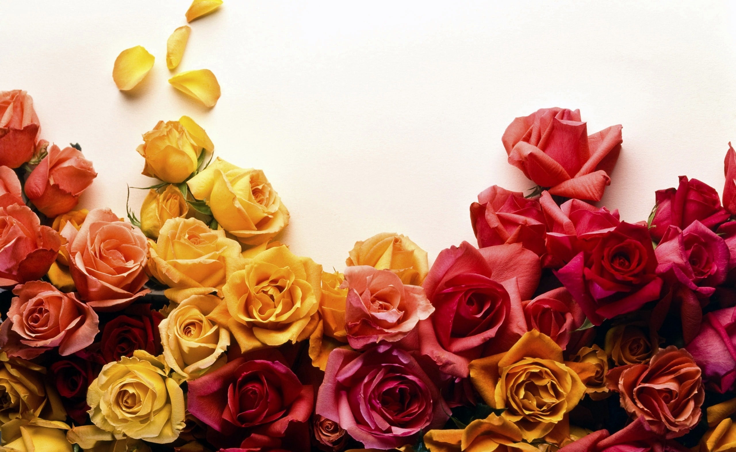 freshness, vulnerability, studio shot, beauty in nature, fragility, bouquet, petal, close-up, Flowers, celebration, variety, Roses, flowering plant, no people, HD Wallpaper