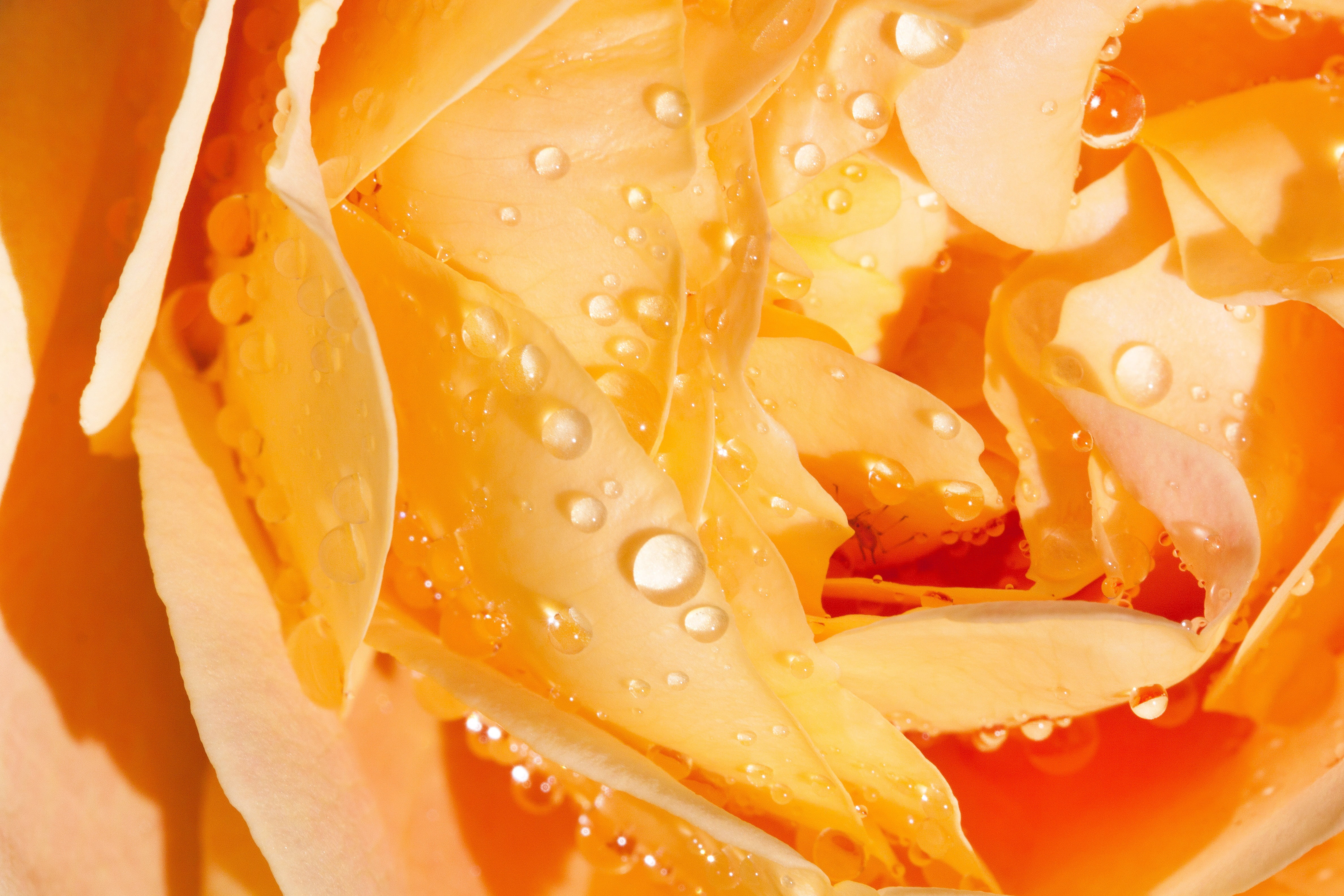 english rose, pink, studio shot, blossom, roses, bloom, summer, rose breeding, wet, close-up, macro, flower, beauty, rose, variety, healthy eating, 4K, HD Wallpaper