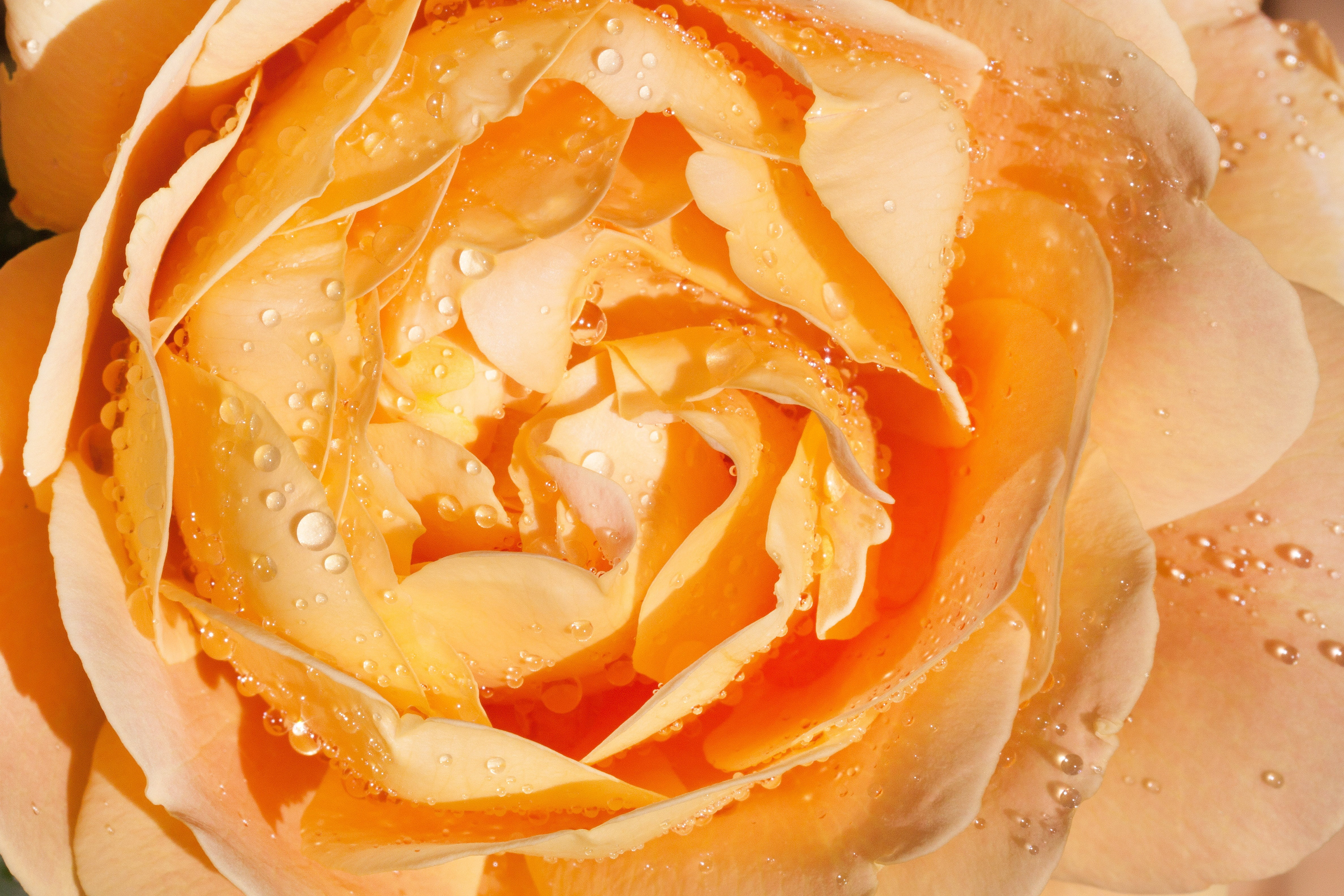 orange color, petal, variety, freshness, fragrance, english rose, macro, yellow, rose breeding, blossom, extreme close-up, nature, flower, drop, no people, HD Wallpaper