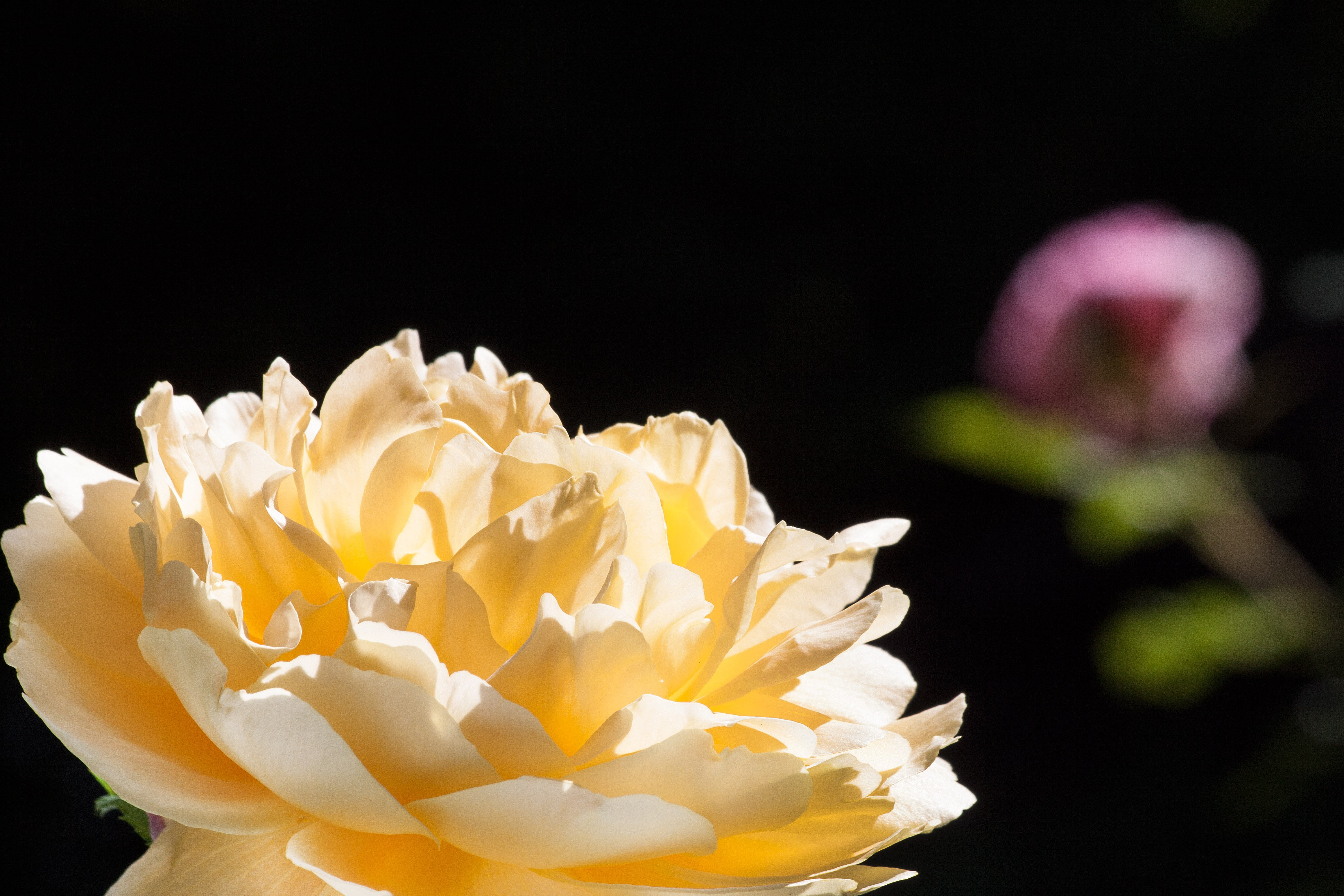 bouquet, petal, beauty in nature, bloom, yellow, green, black background, studio shot, freshness, 4K, nature, rose, no people, macro, flowers, fragrance, HD Wallpaper