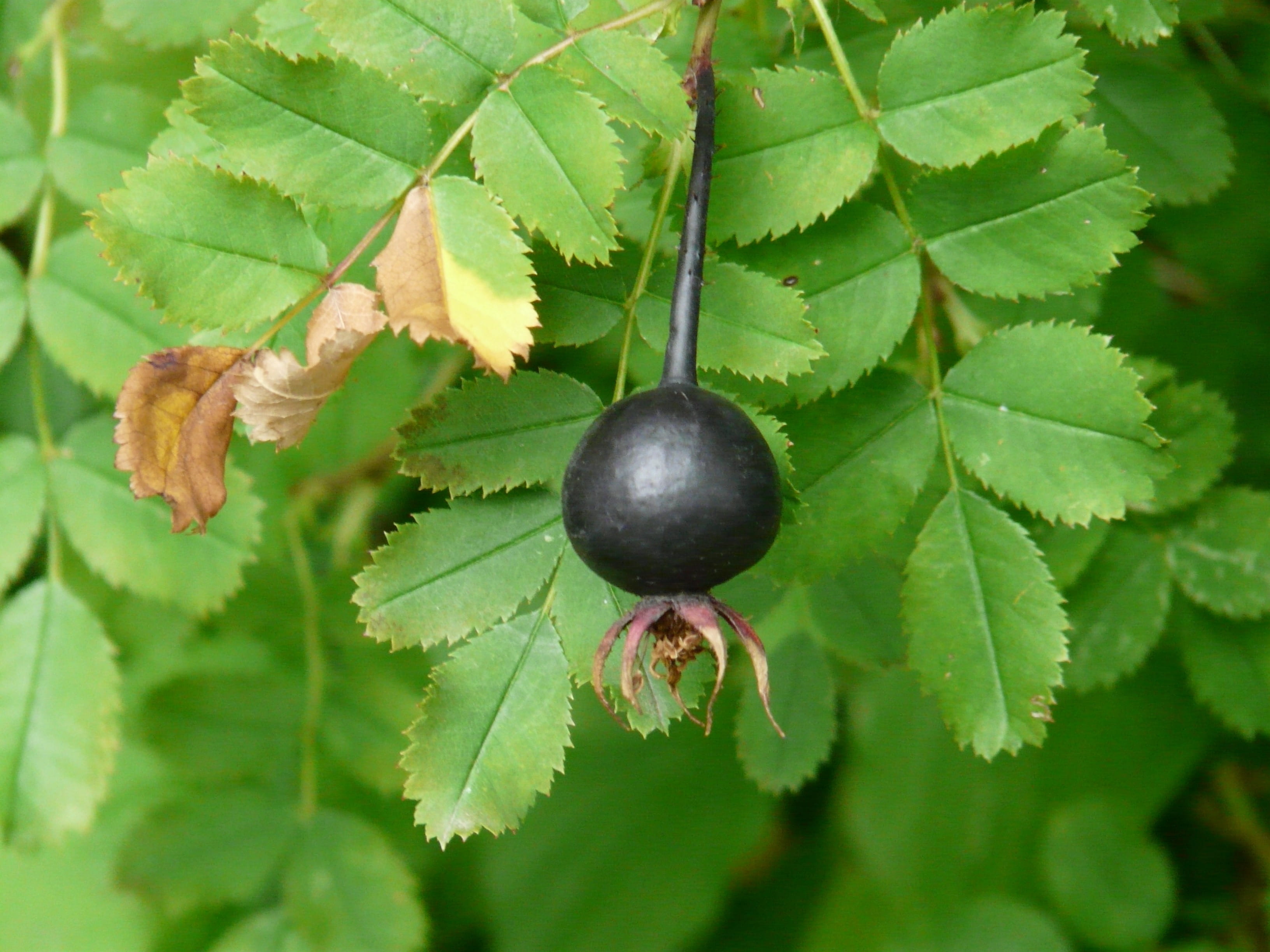 agriculture, close-up, black, berry Fruit, leaf, Black Rose, prickly rose, black rose hip, day, wild character, nature, spike rose, ripe, outdoors, focus on foreground, HD Wallpaper