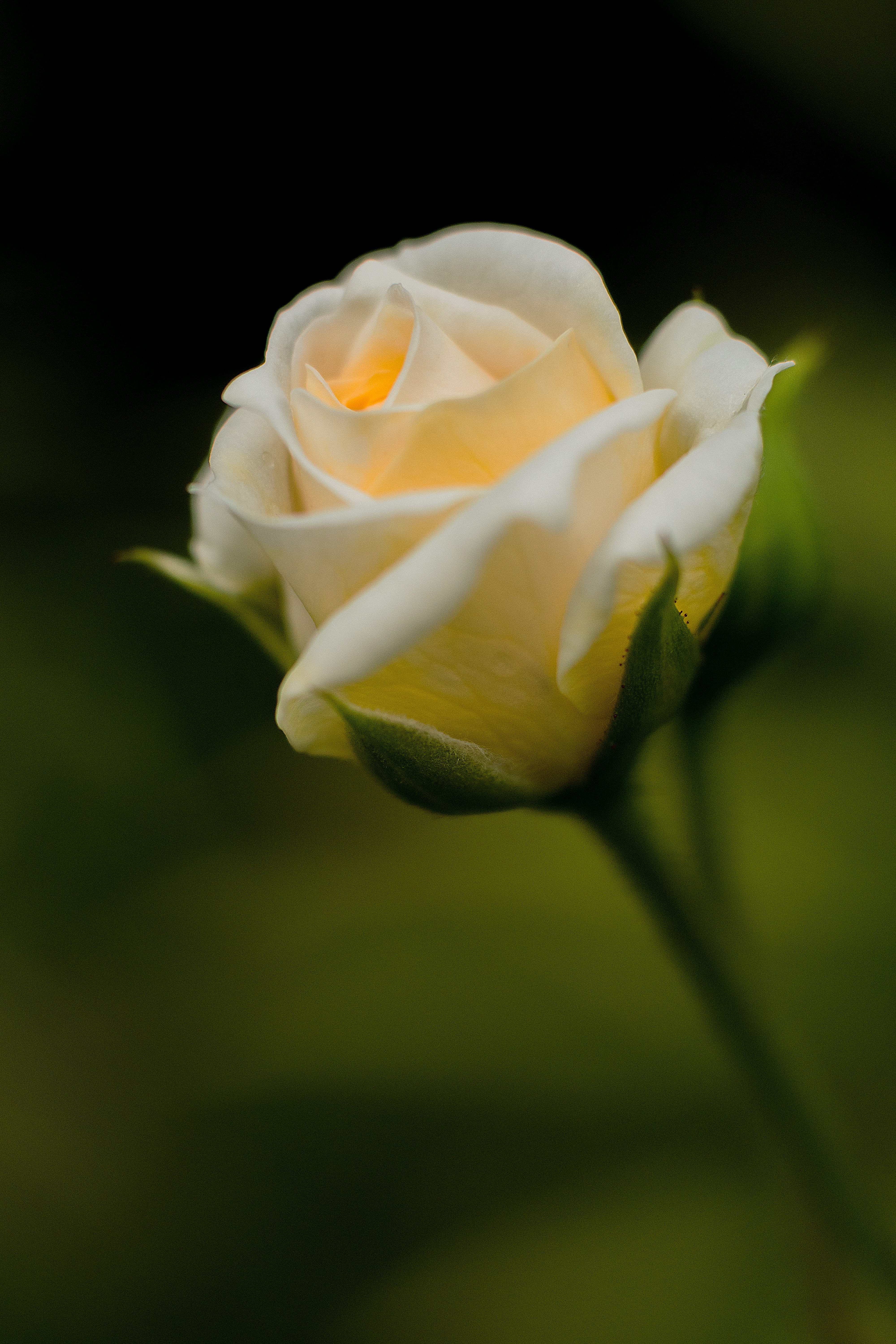 inflorescence, pink rose, selective, freshness, flower, flowering plant, photo, beauty in nature, plant, 5K, bush röschen, colorful, flower head, bloom, Phone HD Wallpaper
