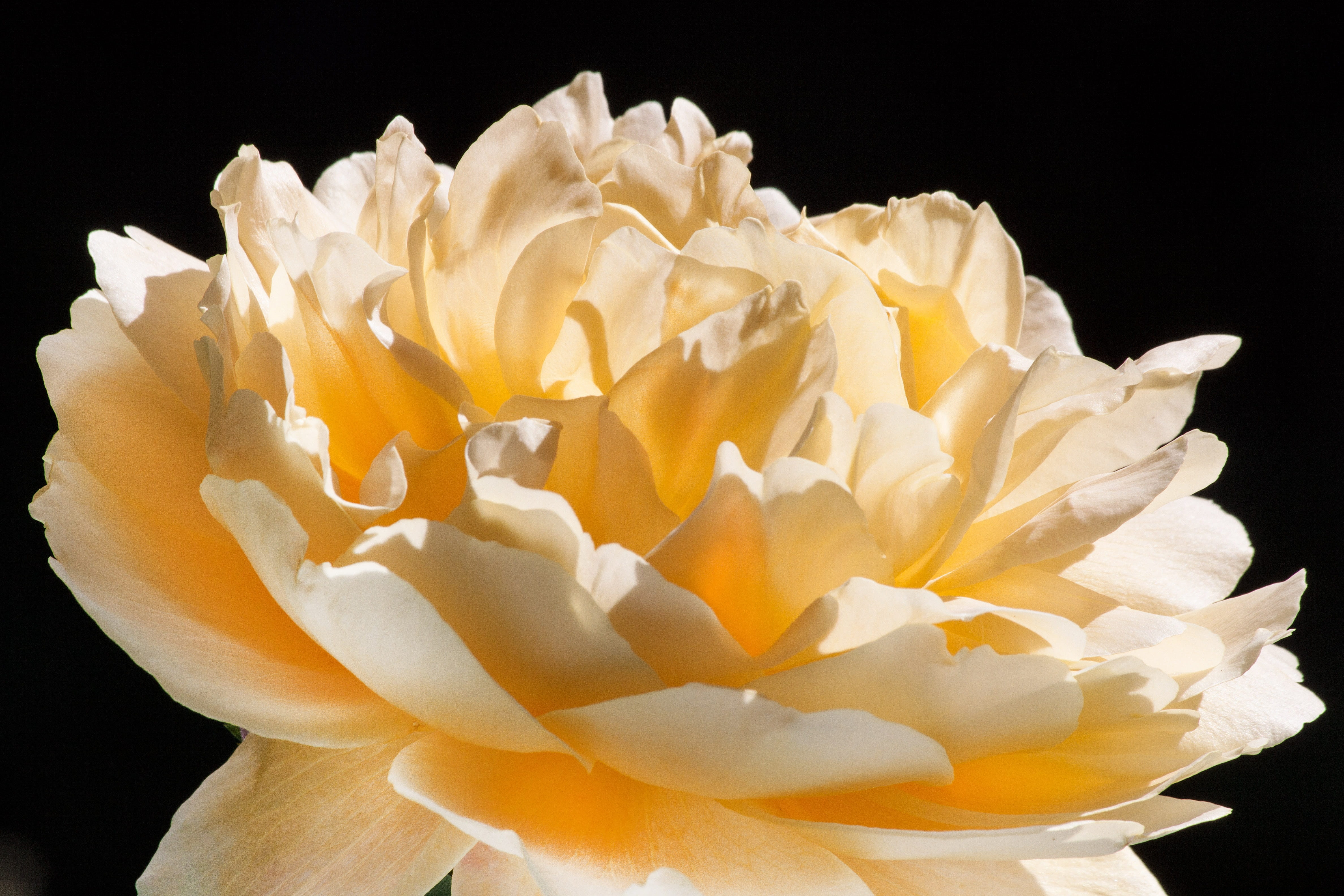 rose breeding, no people, flowers, beauty, rose, roses, macro, vulnerability, plant, nature, freshness, blossom, fragility, fragrance, inflorescence, english rose, HD Wallpaper