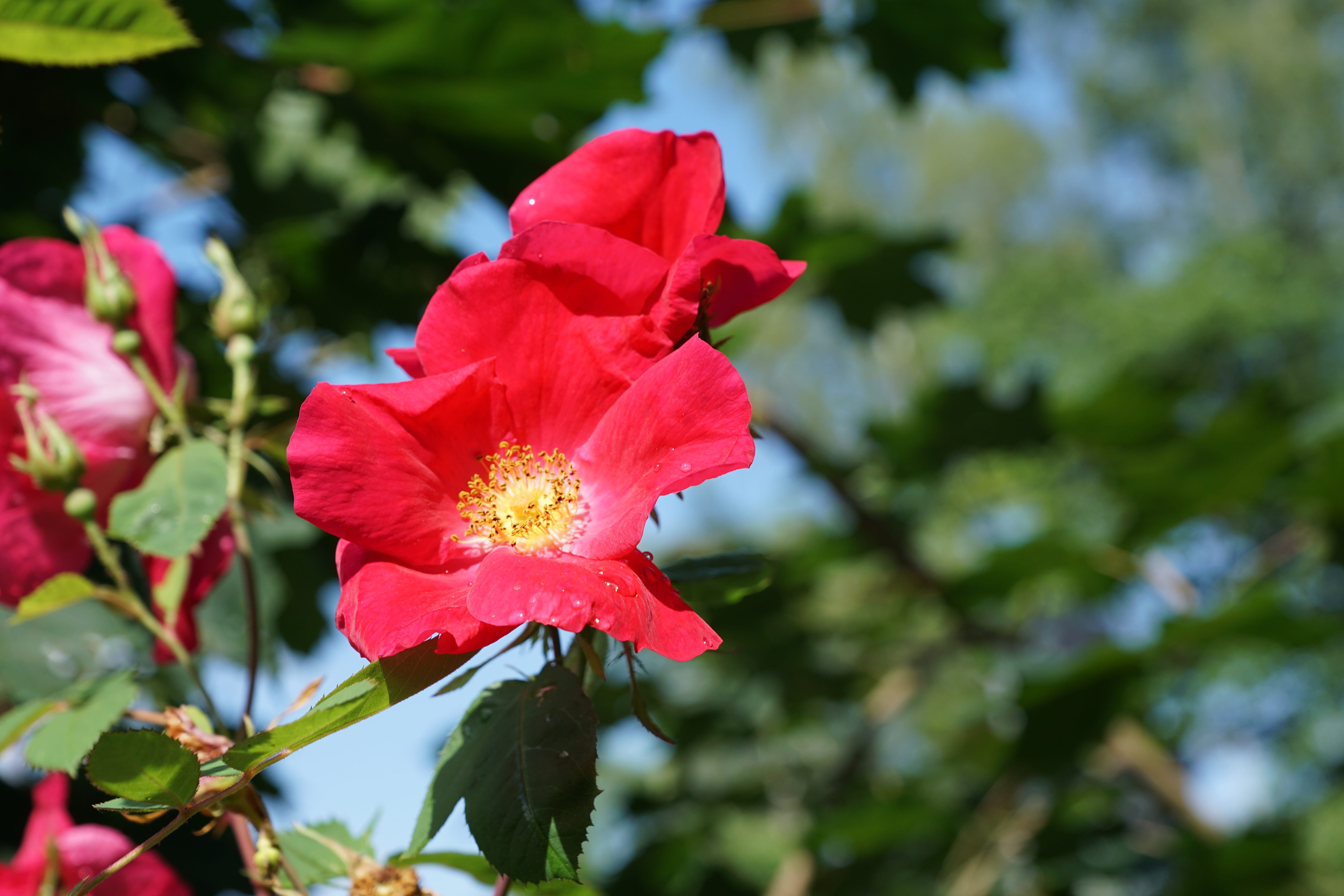 Flower, rose, no people, shot, flowering plant, day, inflorescence, variety, close-up, green, macro, flower head, drink, fragility, outdoors, Tee, pollen, HD Wallpaper