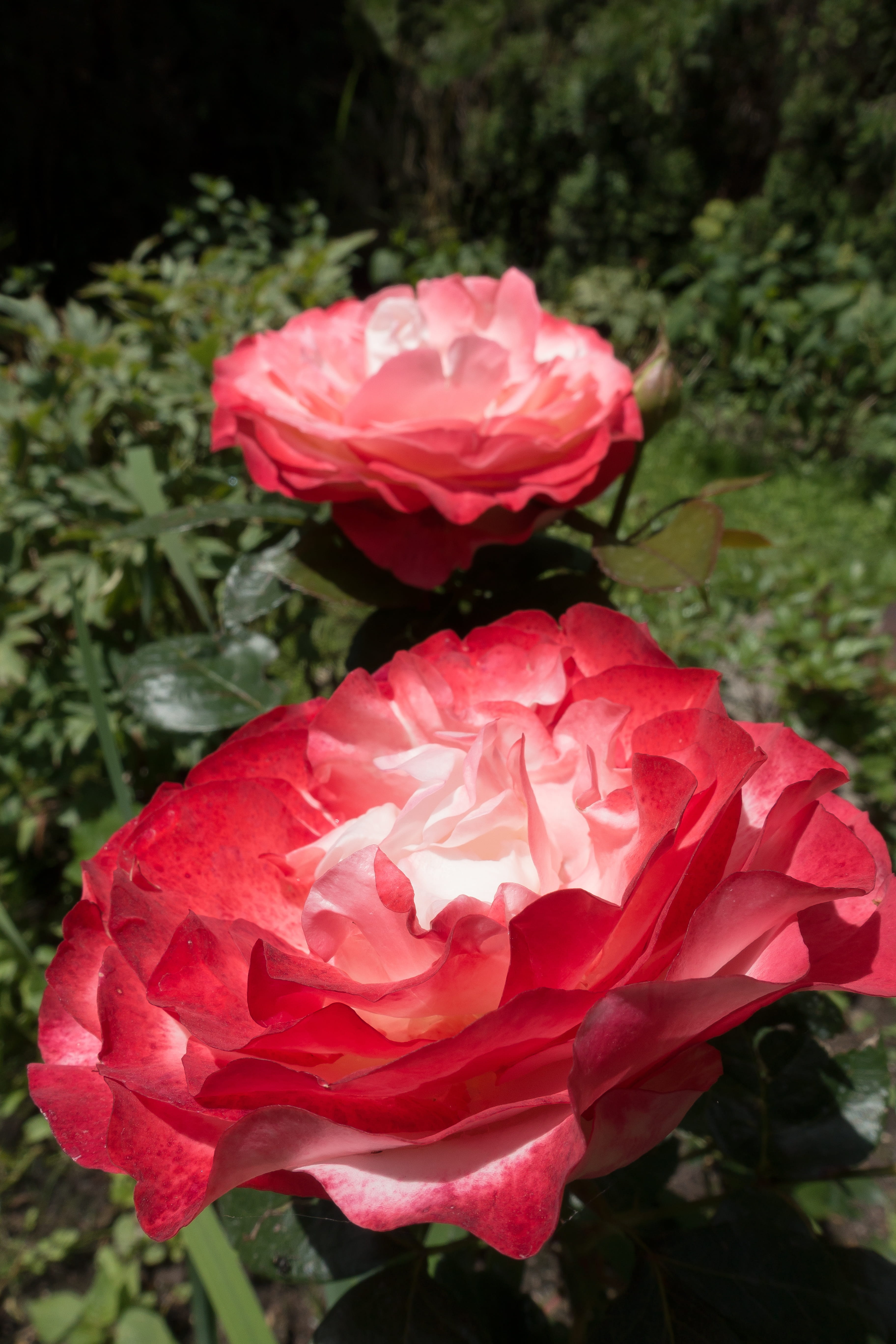 pink, red, Rose, variety, pink color, white, growth, freshness, Pink, rose bloom, smell, Green, beauty, day, garden, flower arrangement, Summer, Red, rose breeding, Phone HD Wallpaper