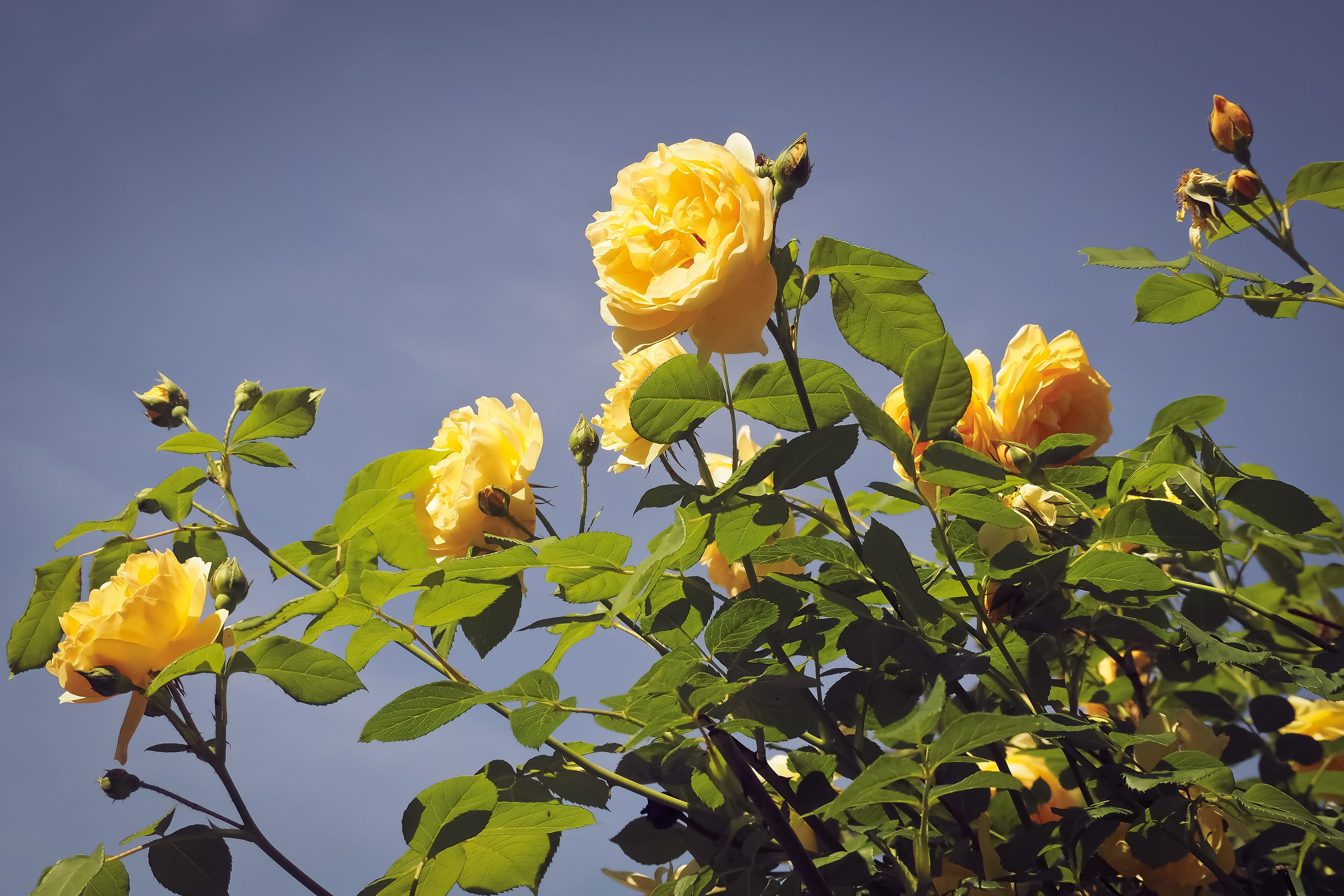 plant part, bush röschen, growth, flower head, no people, beauty in nature, sky, yellow flower, sunlight, leaf, low angle view, flowering plant, variety, HD Wallpaper