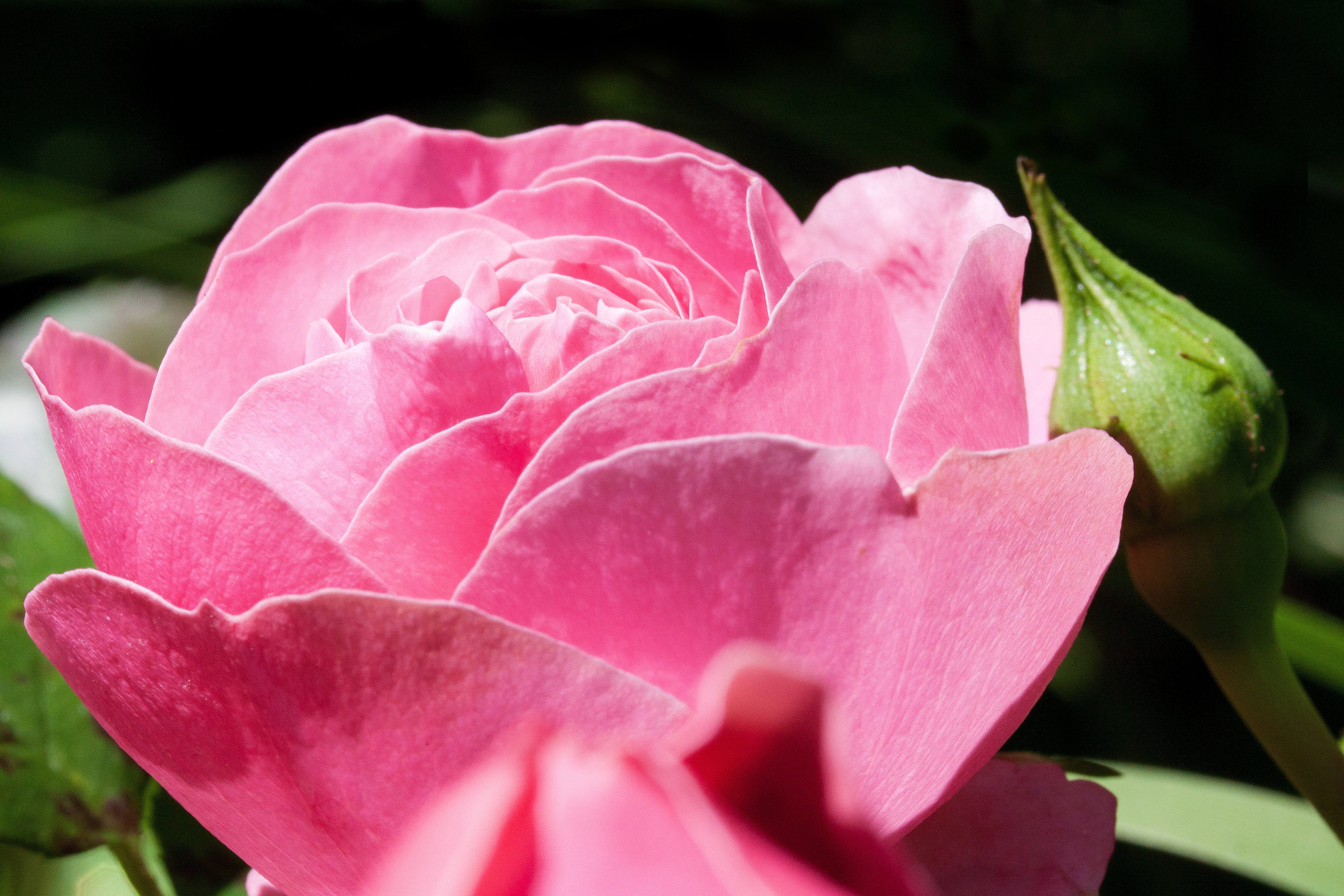 summer, pink Color, no people, variety, pink, freshness, beauty, 4K, flowering plant, soft focus, bloom, rose - flower, plant part, gardening, rose, growth, HD Wallpaper