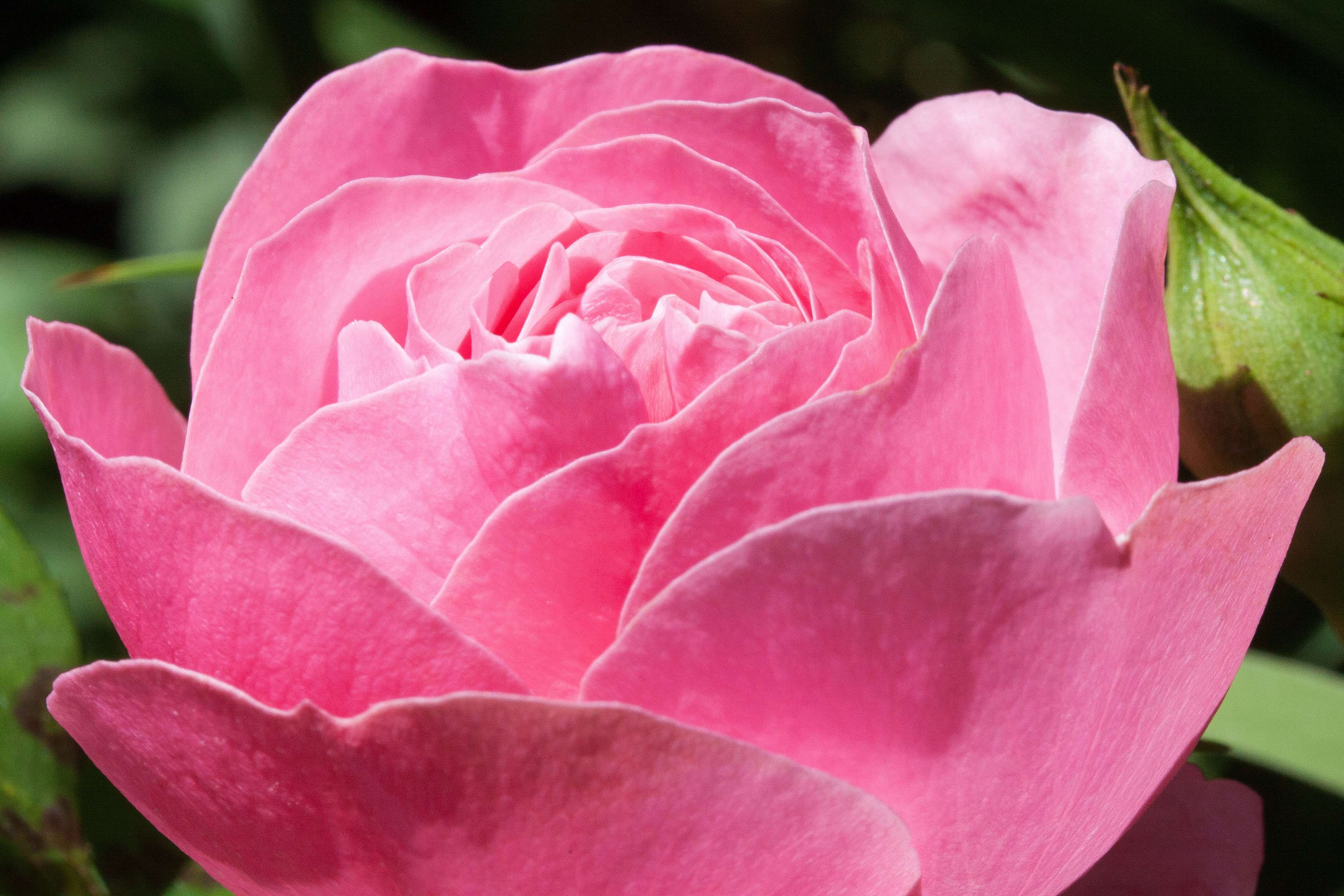 rose, fragility, focus on foreground, bloom, rose - flower, close-up, growth, freshness, green, inflorescence, variety, fragrance, garden, rose breeding, HD Wallpaper