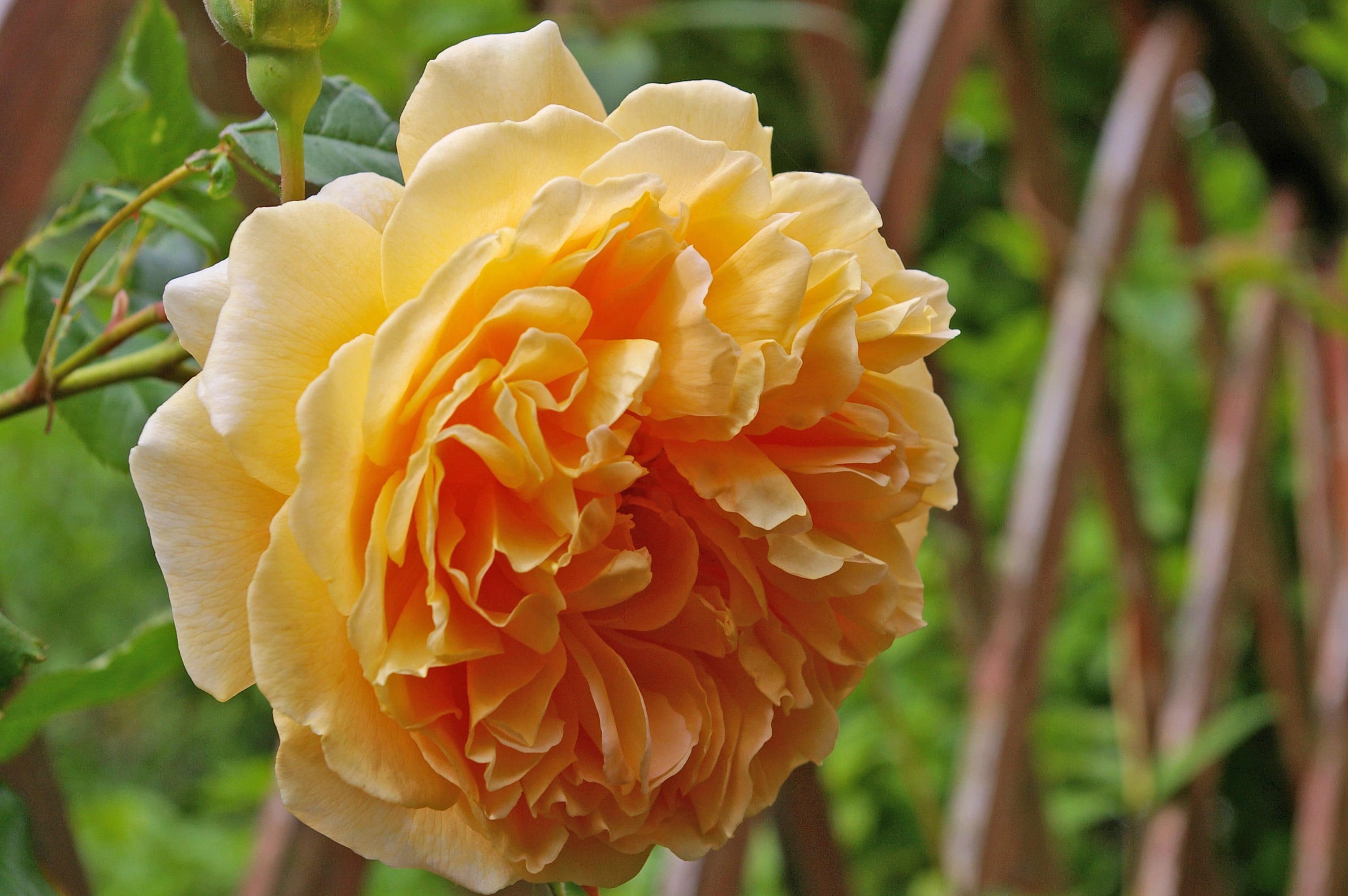 2K, yellow orange, freshness, rank structure, garden, nature, close-up, growth, fragility, crown princess margareta, english rose, rose - flower, flower head, HD Wallpaper