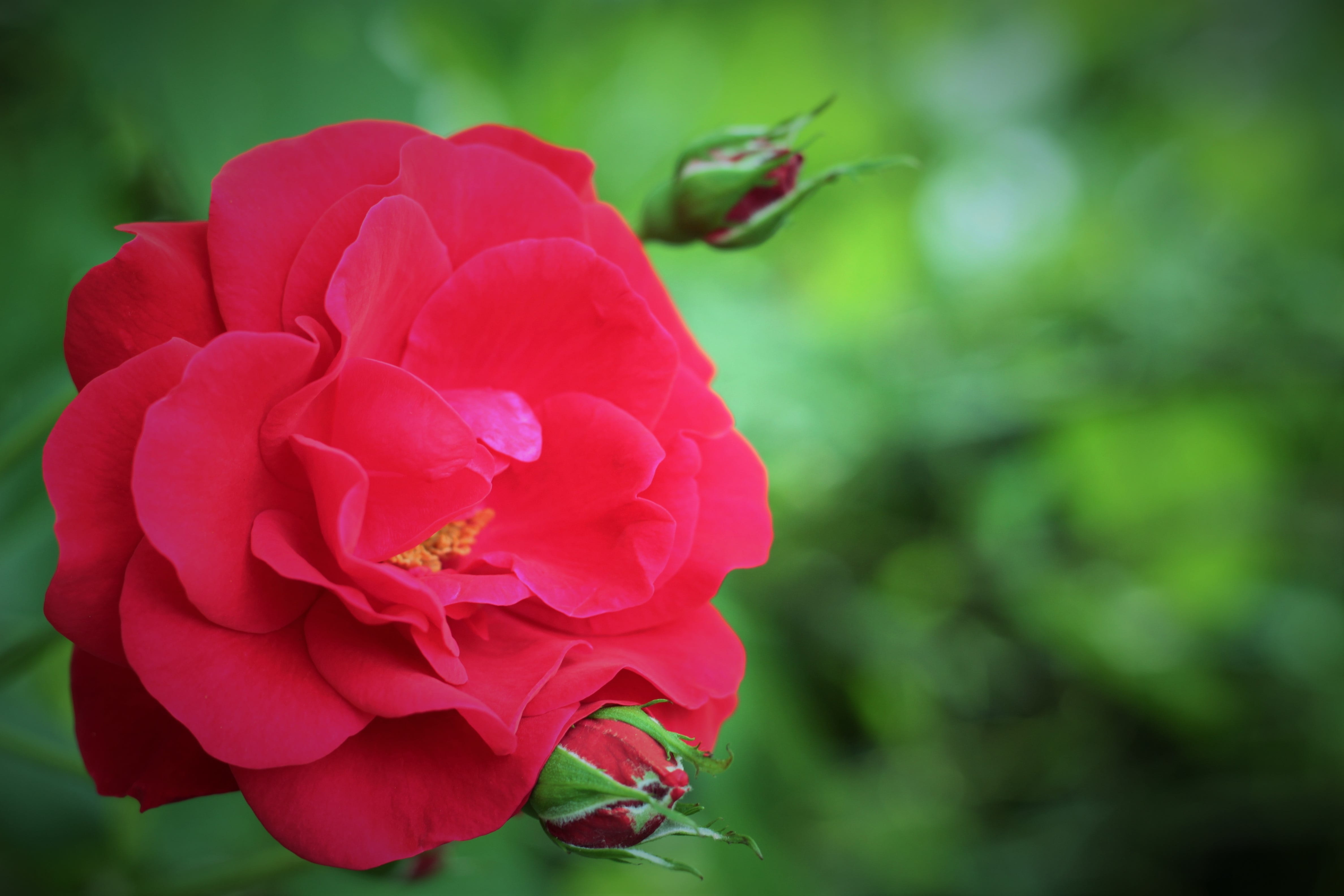 summer, petal, day, no people, variety, rose, freshness, 4K, flowering plant, close-up, vulnerability, flower head, beauty, inflorescence, red rose, beauty in nature, HD Wallpaper