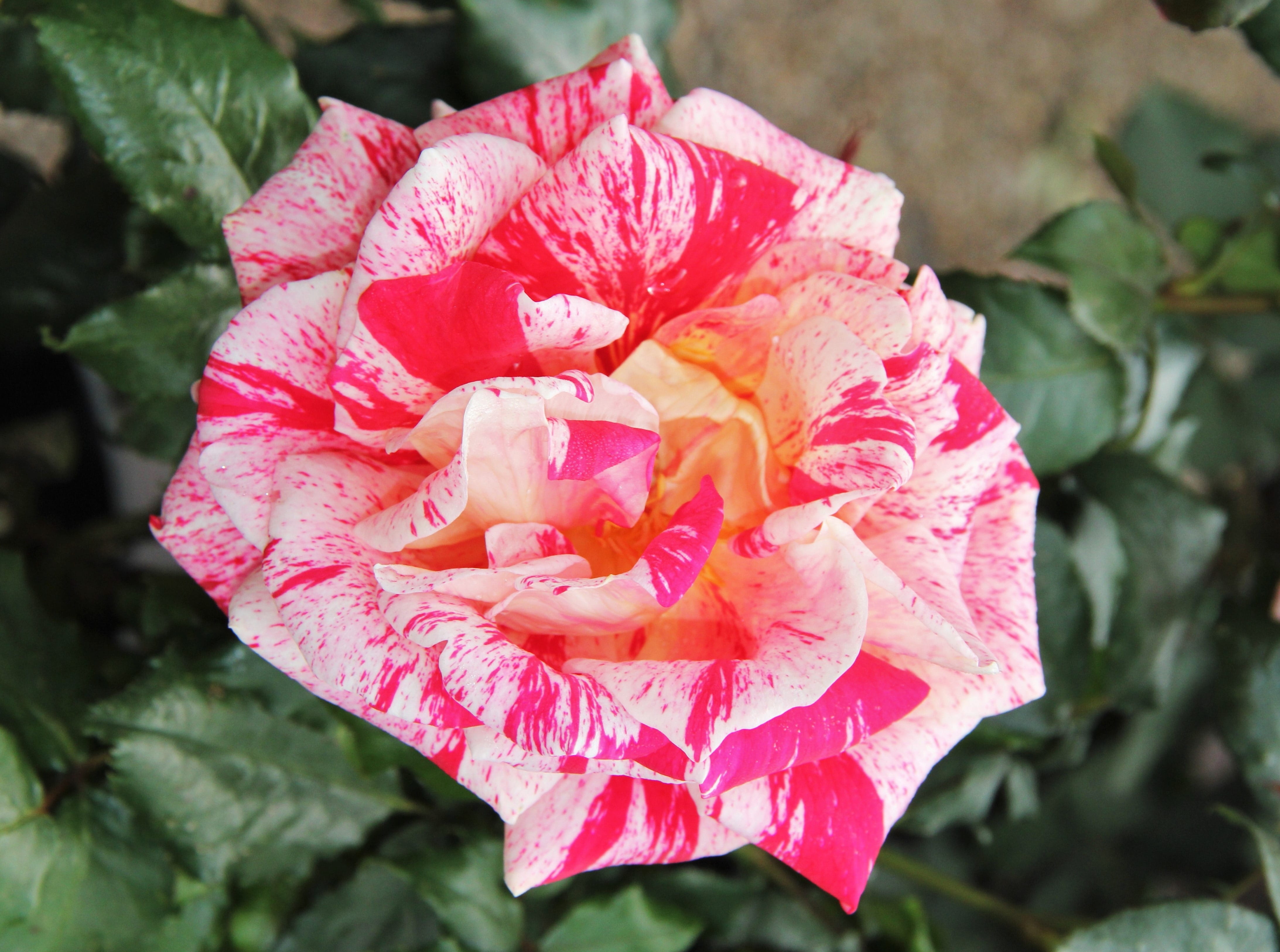 exceptional, bloom, outdoors, vulnerability, summer, scented rose, freshness, inflorescence, garden rose, petals, day, queen of flowers, color variety, HD Wallpaper