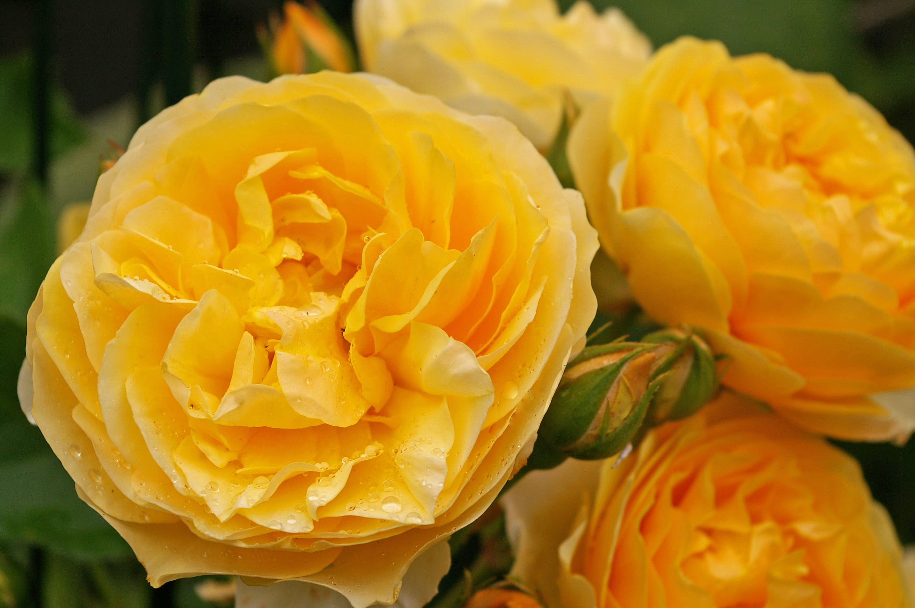 fragrance, growth, beautiful, leaf, plant, no people, vulnerability, garden, flower, day, beauty, rose - Flower, bud, bed of roses, rose variety, petal, HD Wallpaper