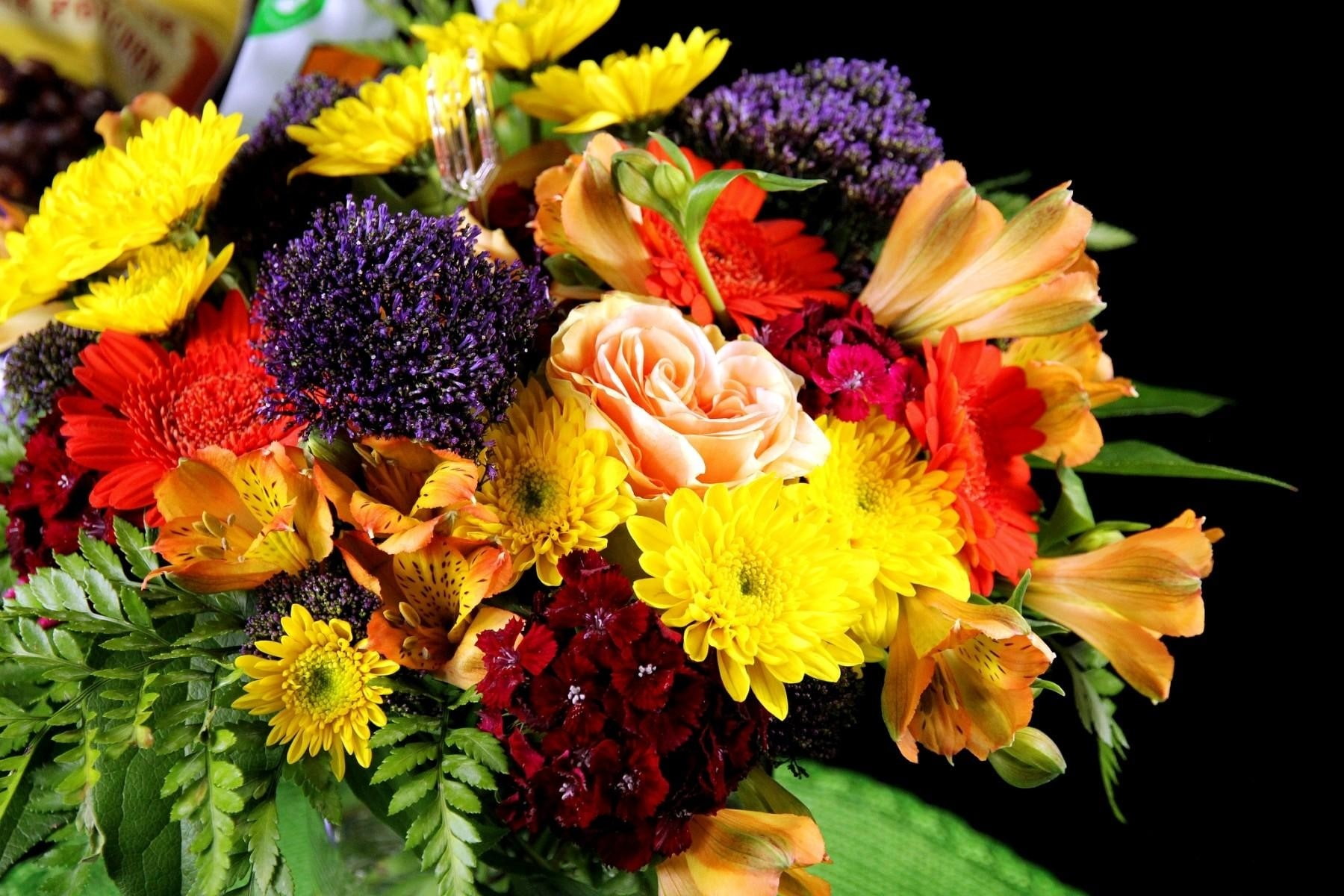 multi colored, plant, Gerbera, fragility, flower, inflorescence, yellow, Flowers, nature, vulnerability, Carnations, black background, variation, Variety, HD Wallpaper