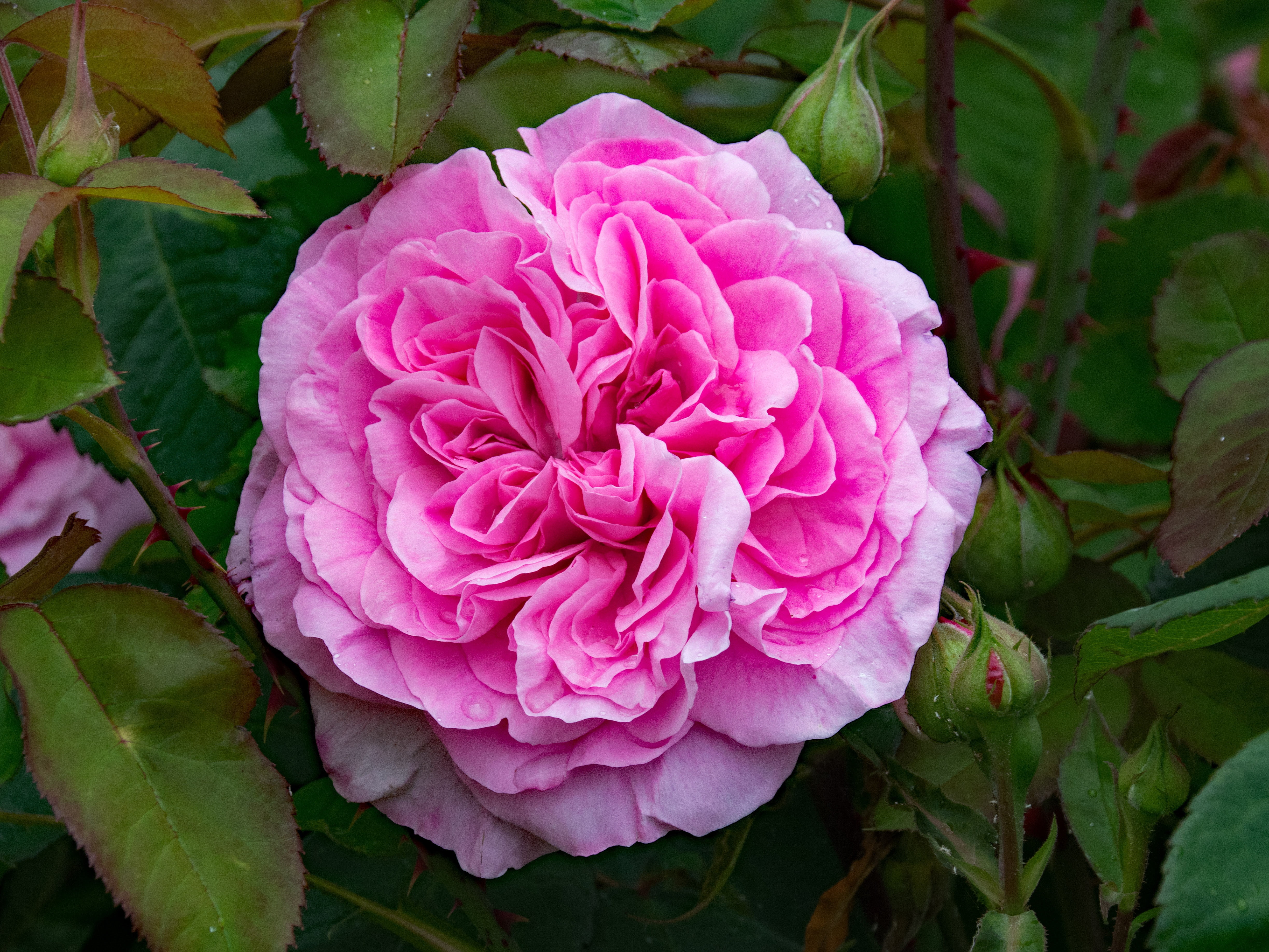 pink color, freshness, petal, pink, beauty in nature, nature, 4K, leaf, vulnerability, blossom, growth, flowering plant, no people, bloom, flowers, plant part, HD Wallpaper