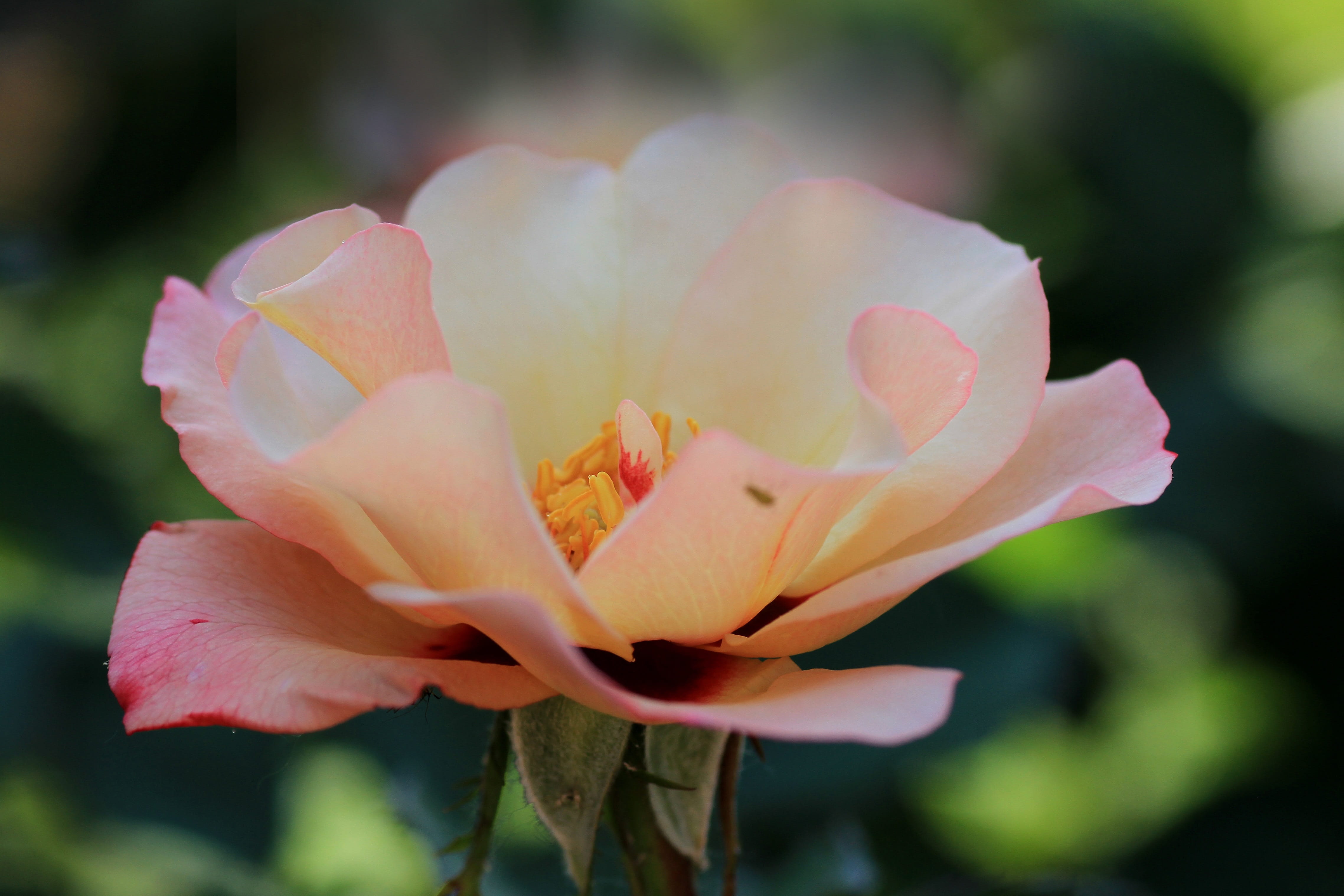 pink, selective focus, pollen, plant, petals, nature, outdoors, flowering plant, inflorescence, rose, fragility, close-up, flora, no people, flower head, HD Wallpaper