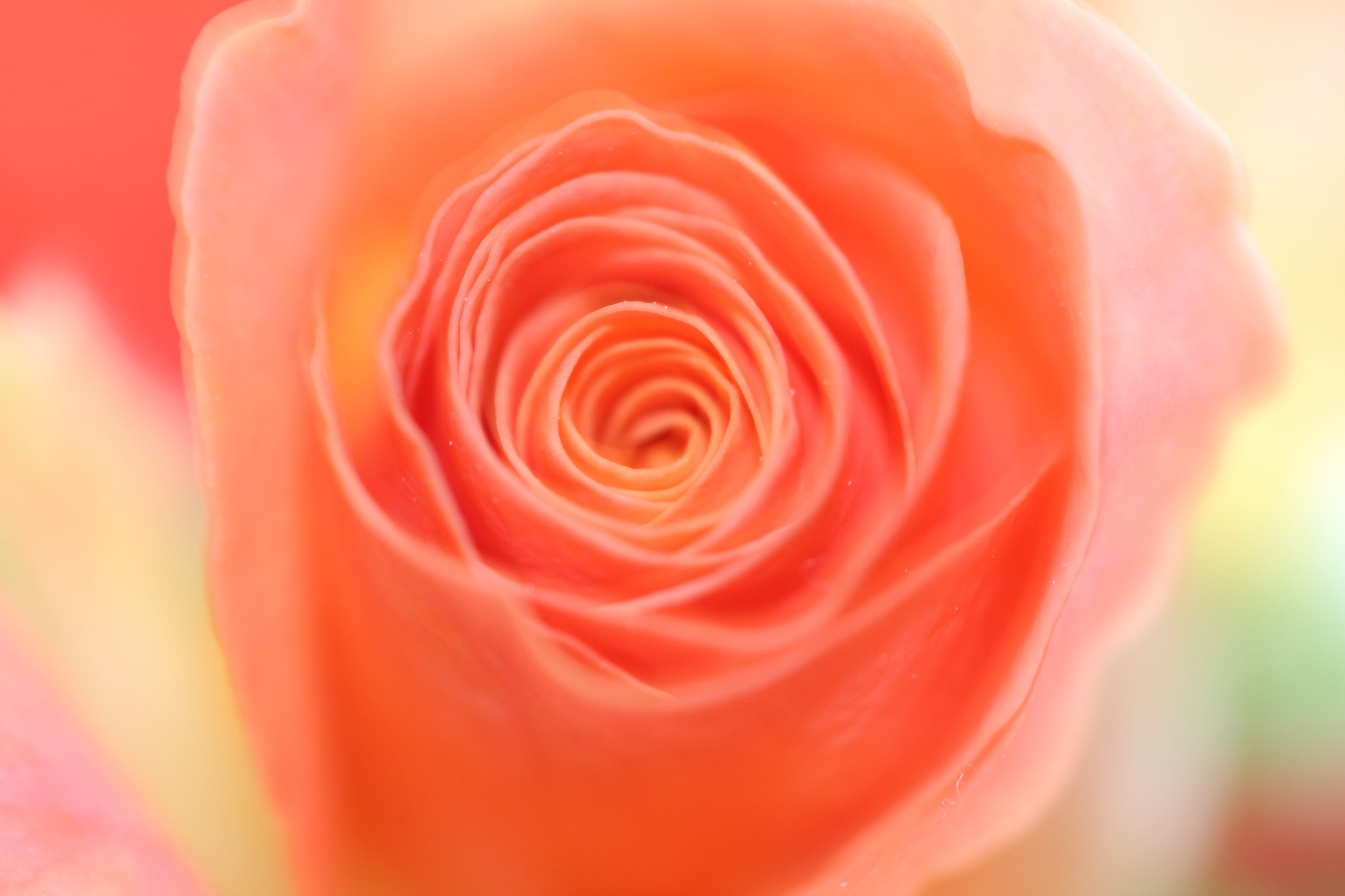 macro, no people, nature, fragility, rose - Flower, blossom, freshness, flower head, pink Color, soft focus, plant, abstract backgrounds, petal, rose, abstract, HD Wallpaper