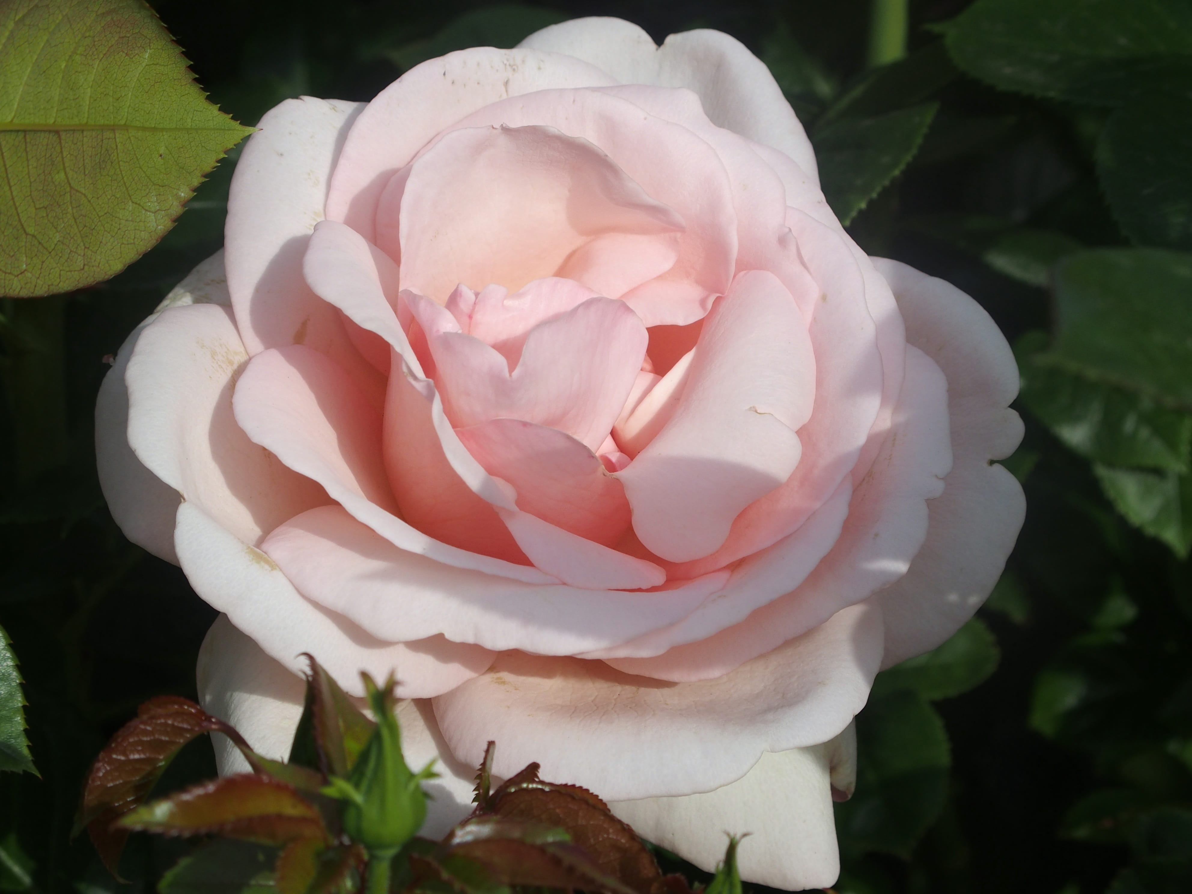 fragility, focus on foreground, plant, 4K, no people, rose, beauty in nature, open grills, vulnerability, pink color, flower head, white color, english rose, HD Wallpaper