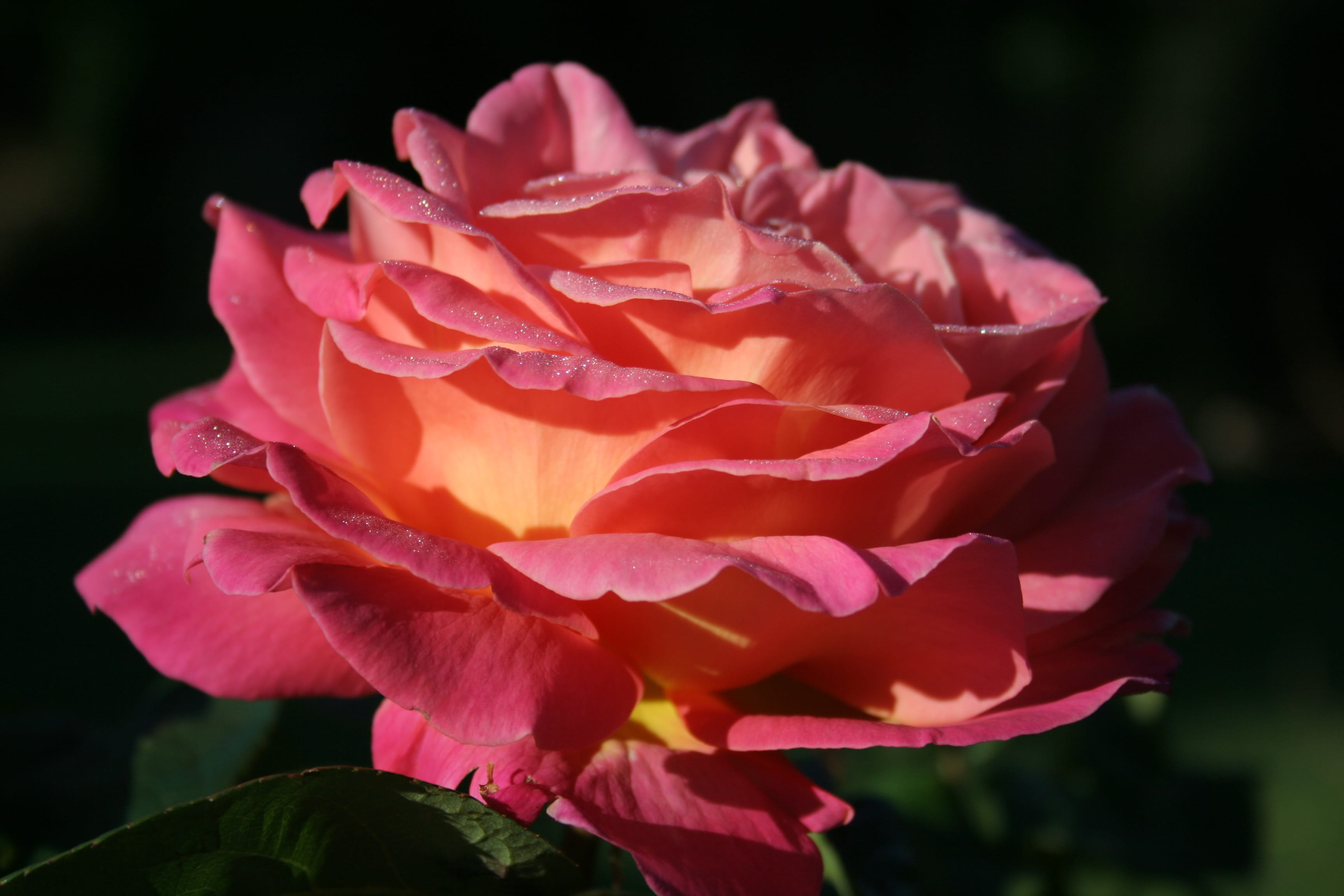 summer, pink, roses, fragrance, softness, vulnerability, fragility, pink color, rose - flower, 2K, plant, close-up, garden, bloom, beauty in nature, black background, HD Wallpaper