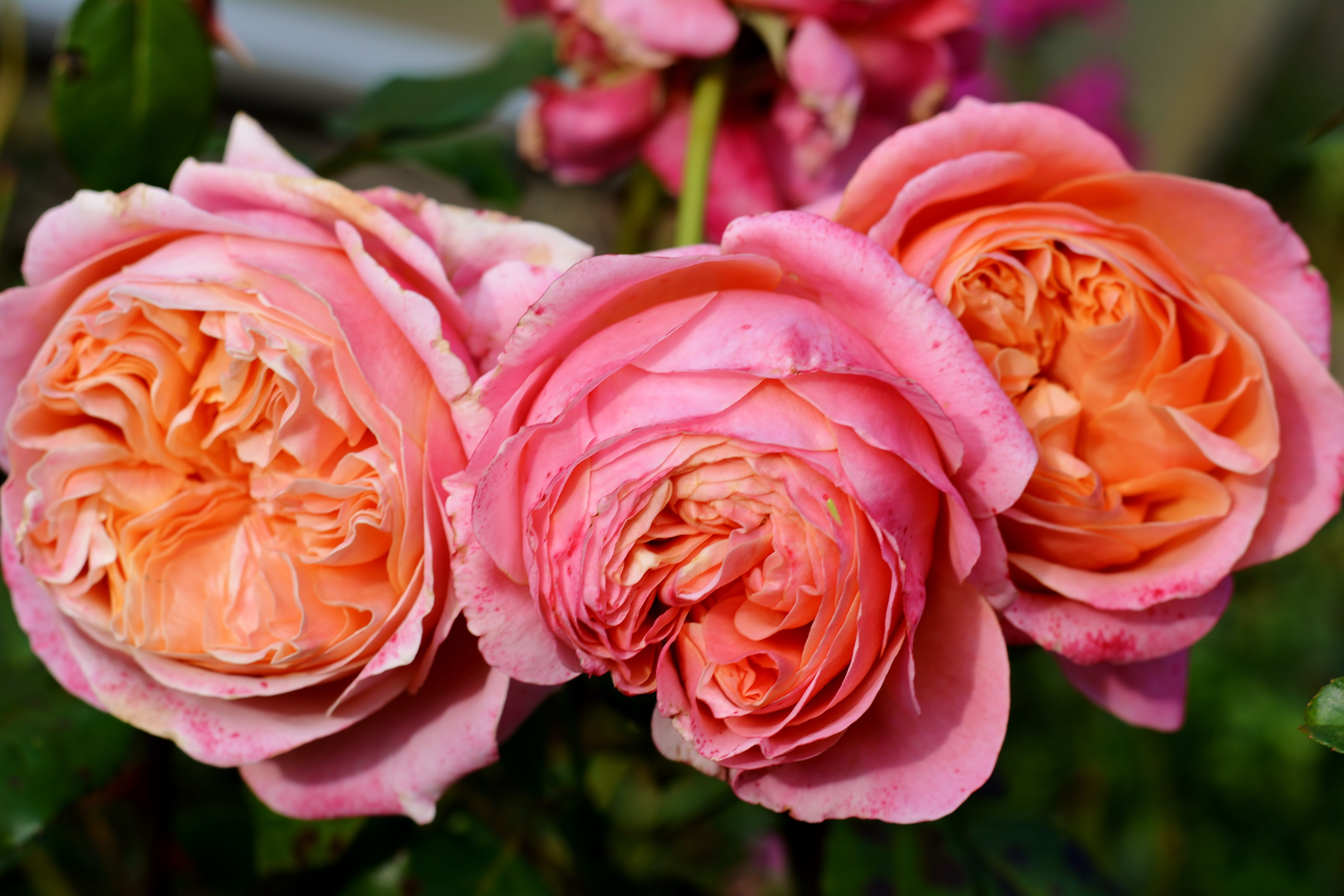 petal, nature, outdoors, freshness, close up, no people, flower, fragility, day, plant, fragrance, rose - flower, autumn, 5K, inflorescence, flower head, HD Wallpaper