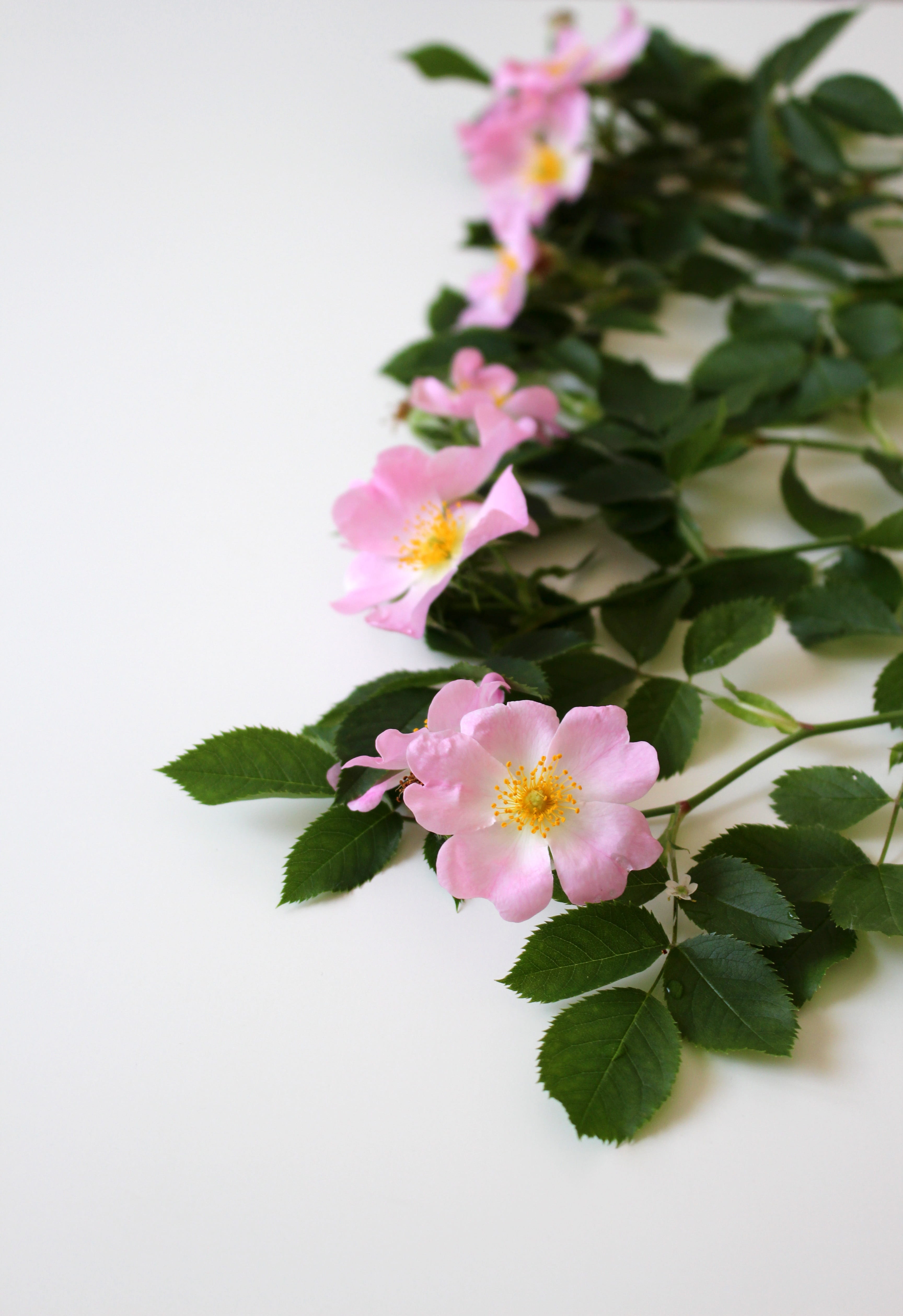 close, pink rose, leaf, full bloom, flower head, freshness, growth, petal, inflorescence, no people, natural plant, indoors, beauty in nature, vulnerability, Phone HD Wallpaper