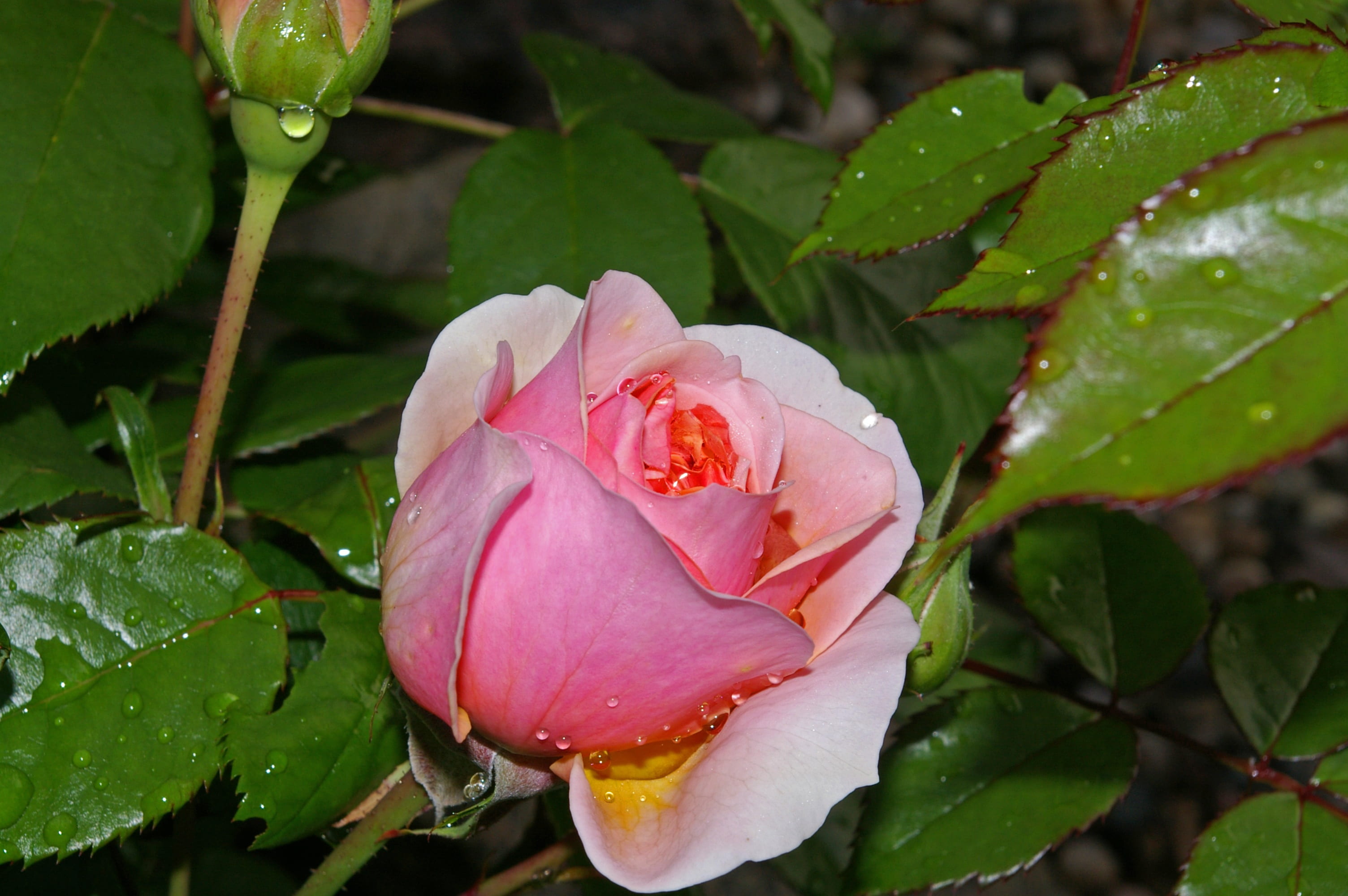 freshness, garden roses, flower, bed, fragility, plant part, flowering plant, blossom, water, prickly, garden, flower head, birthday flowers, leaves, softness, HD Wallpaper