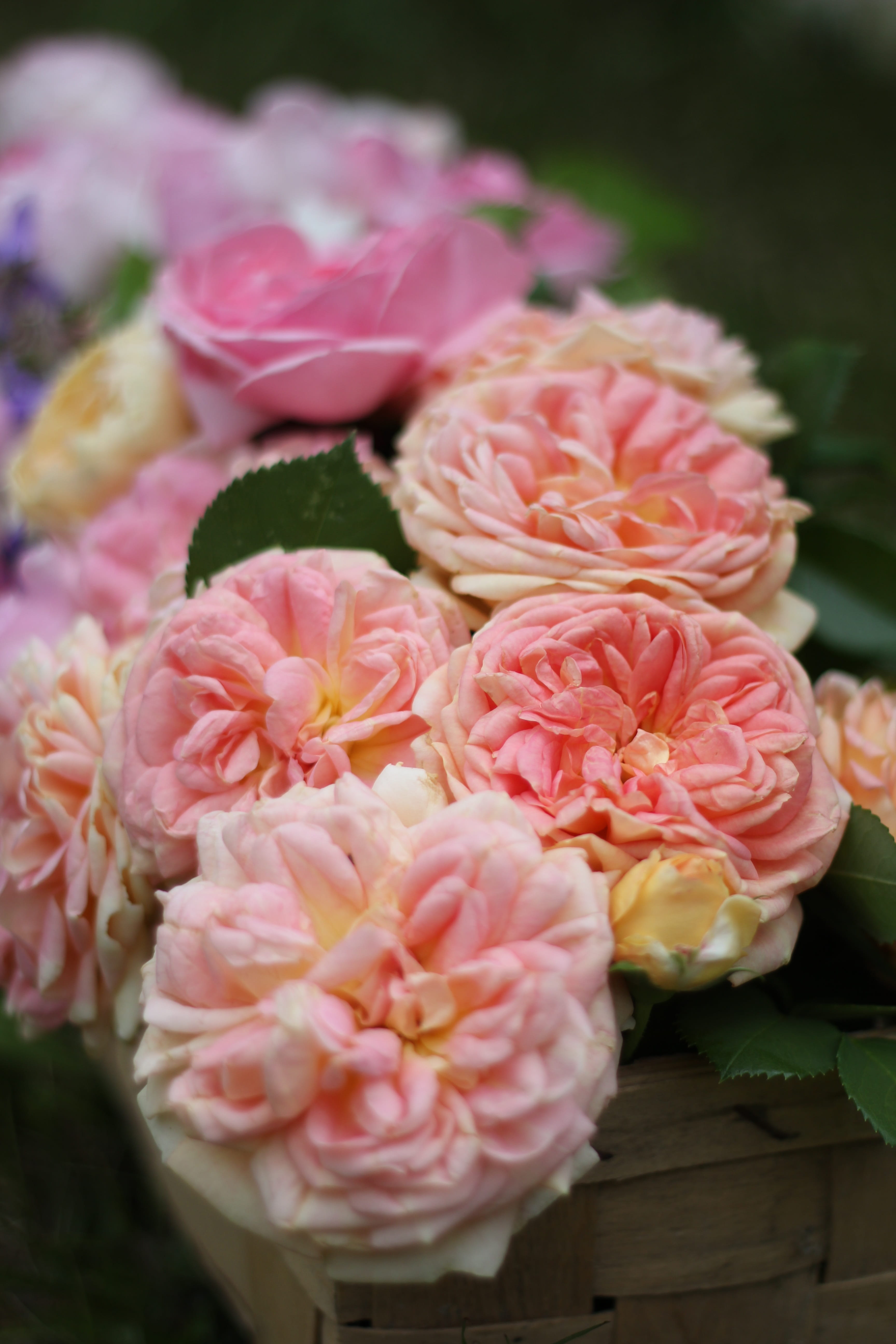 pink, flowers, vulnerability, fragility, English Rose, selective focus, close-up, pink Color, garden rose, outdoors, flower arrangement, peony, rose blooms, Phone HD Wallpaper