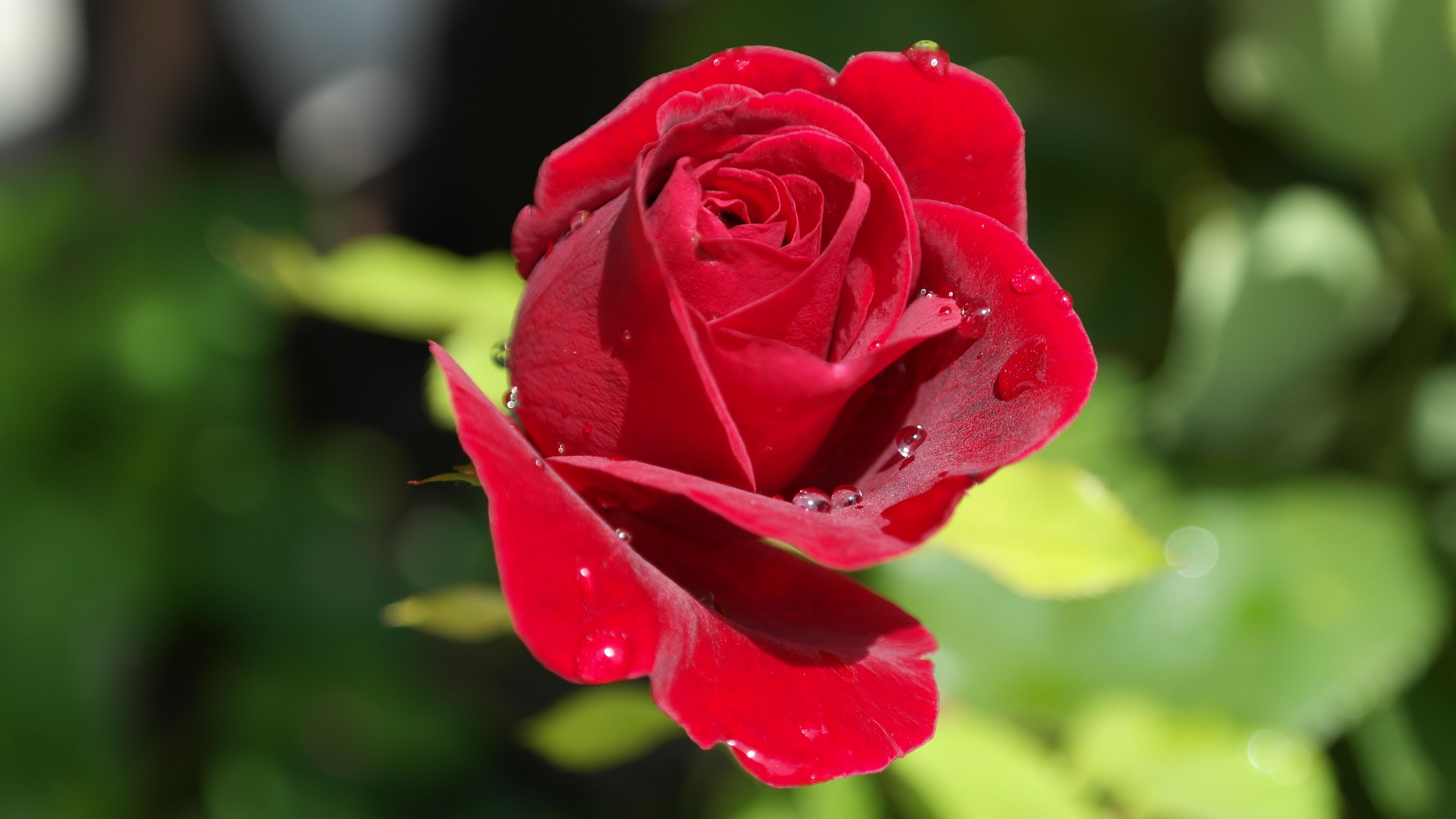 red, beautiful, mothers day, garden, 5K, drip, growth, bloom, fragrance, focus on foreground, close-up, plant, no people, valentines day, HD Wallpaper