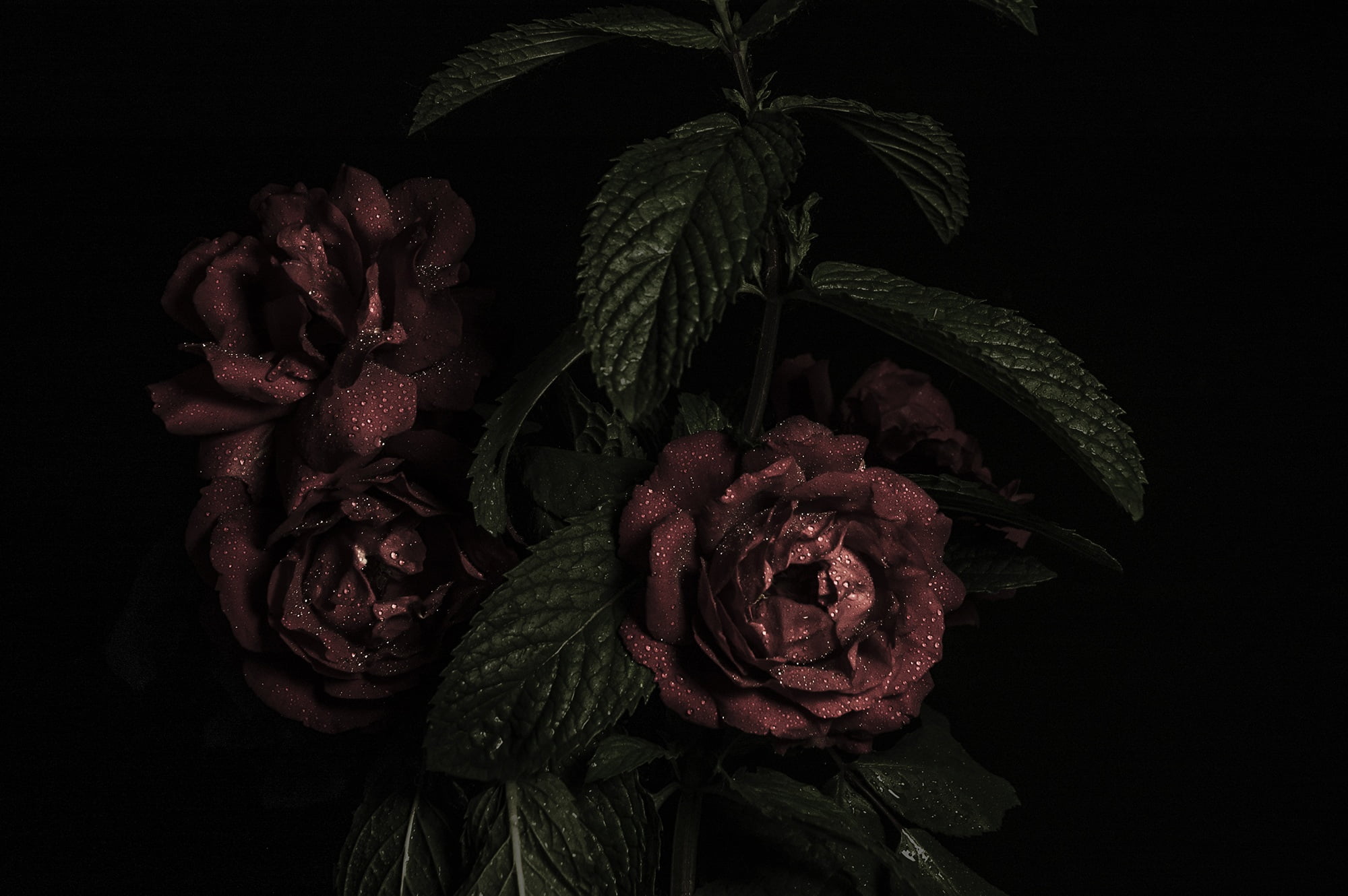inflorescence, wilted plant, indoors, nature, plant, no people, decoration, plant part, black Color, petal, fragility, rose - Flower, red, flowers, bud, HD Wallpaper
