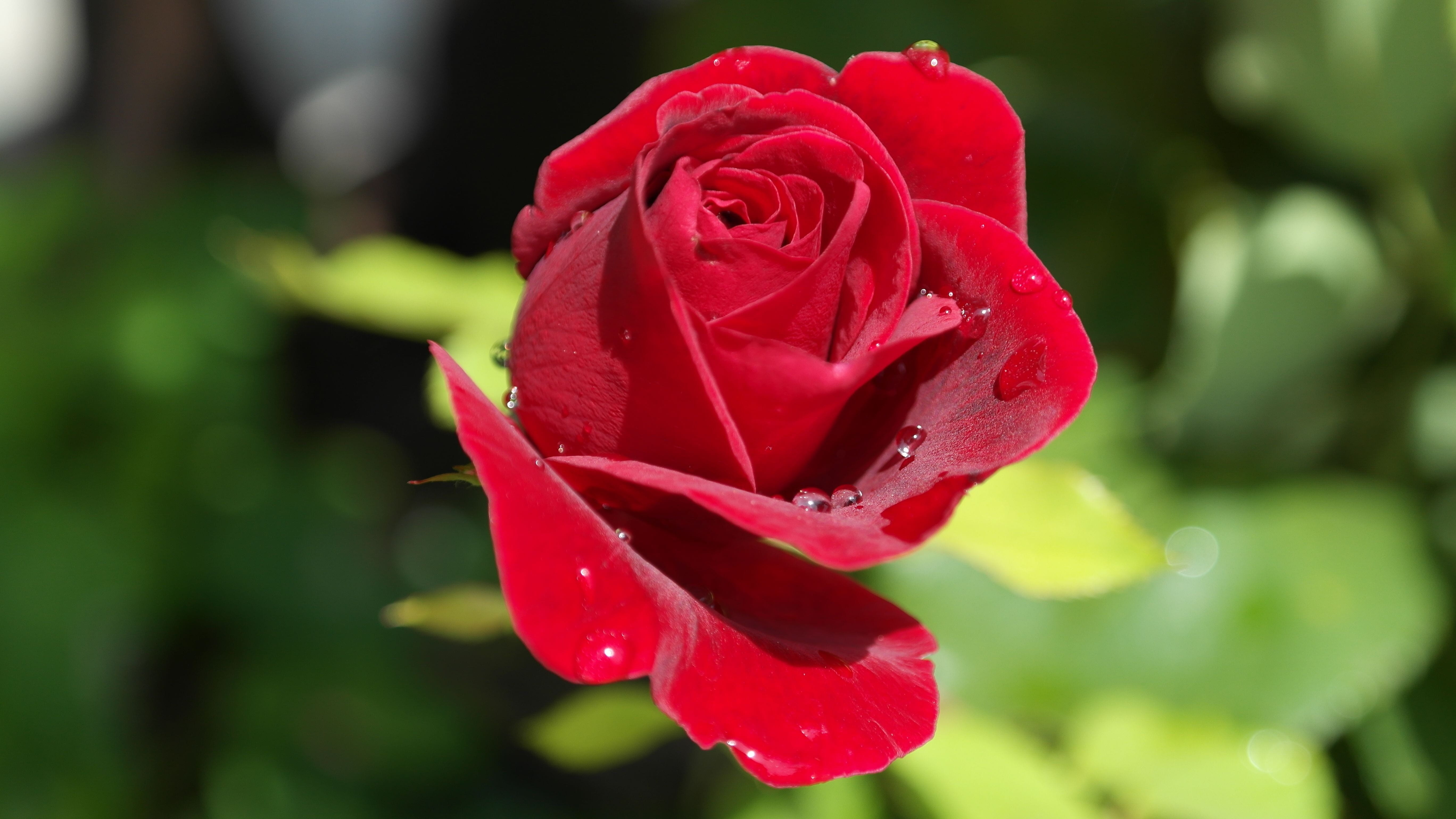 beautiful, no people, freshness, flower, love, garden, outdoors, bloom, focus on foreground, beauty, growth, rose, flowering plant, close-up, rose - flower, HD Wallpaper