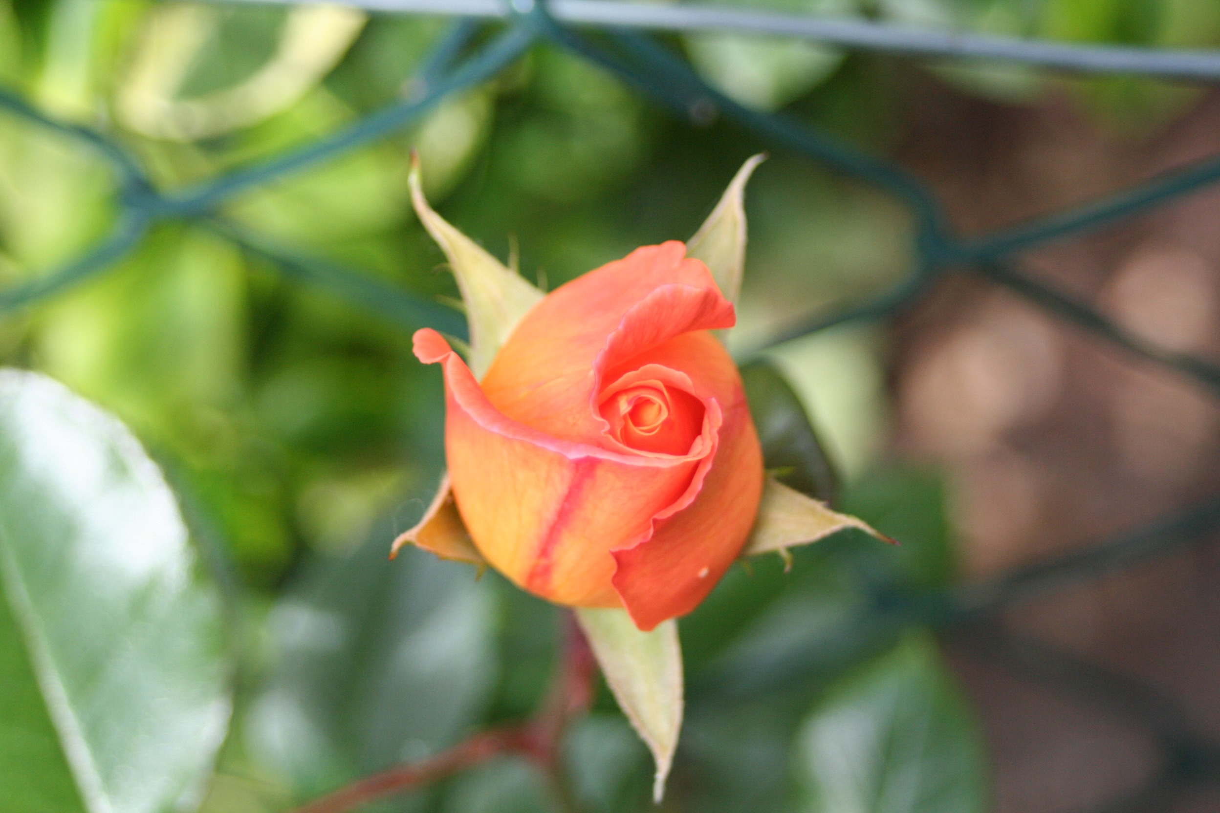 vulnerability, plant, springtime, garden, no people, focus on foreground, 1080P, flower head, inflorescence, rose - flower, petal, growth, outdoors, scented rose, HD Wallpaper