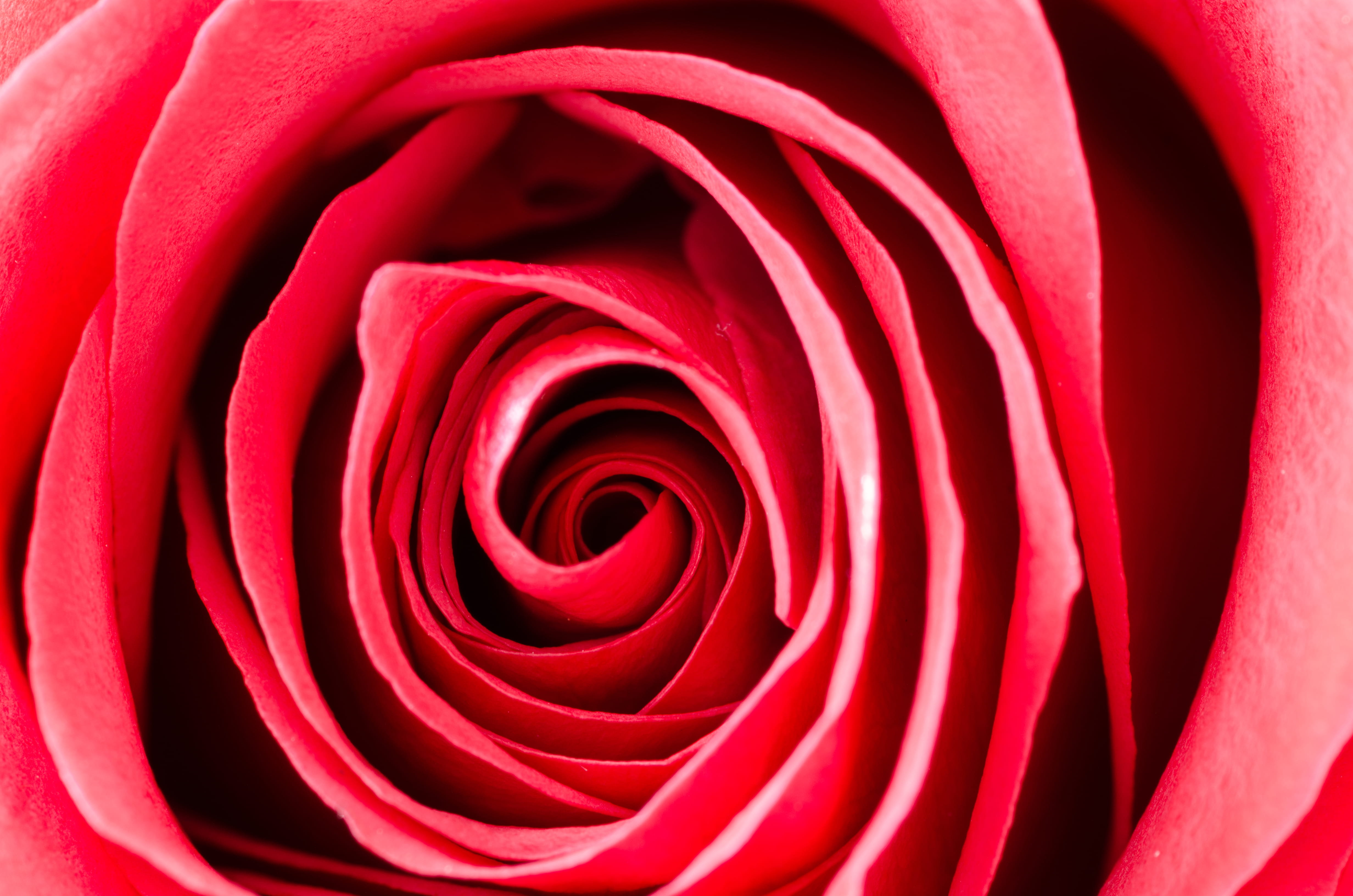 background, nature, petals, romantic, red, symbol, close-up, plant, fragility, fragrant, flower head, no people, valentines day - holiday, photography, HD Wallpaper