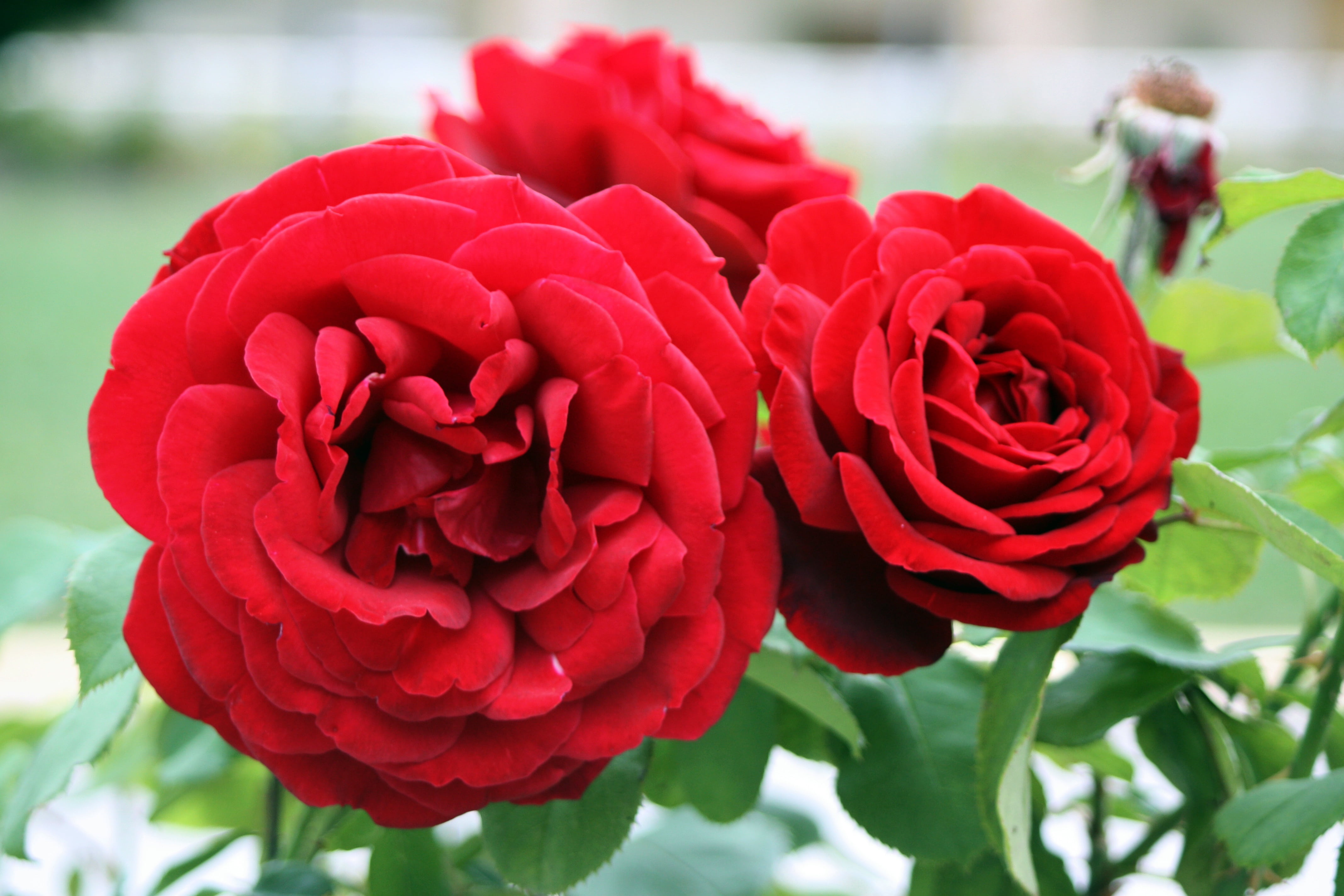 flowering plant, nature, rose - flower, petal, day, rosaceae, outdoors, red, inflorescence, flower arrangement, garden, plant, 4K, love, flower head, flowers, HD Wallpaper