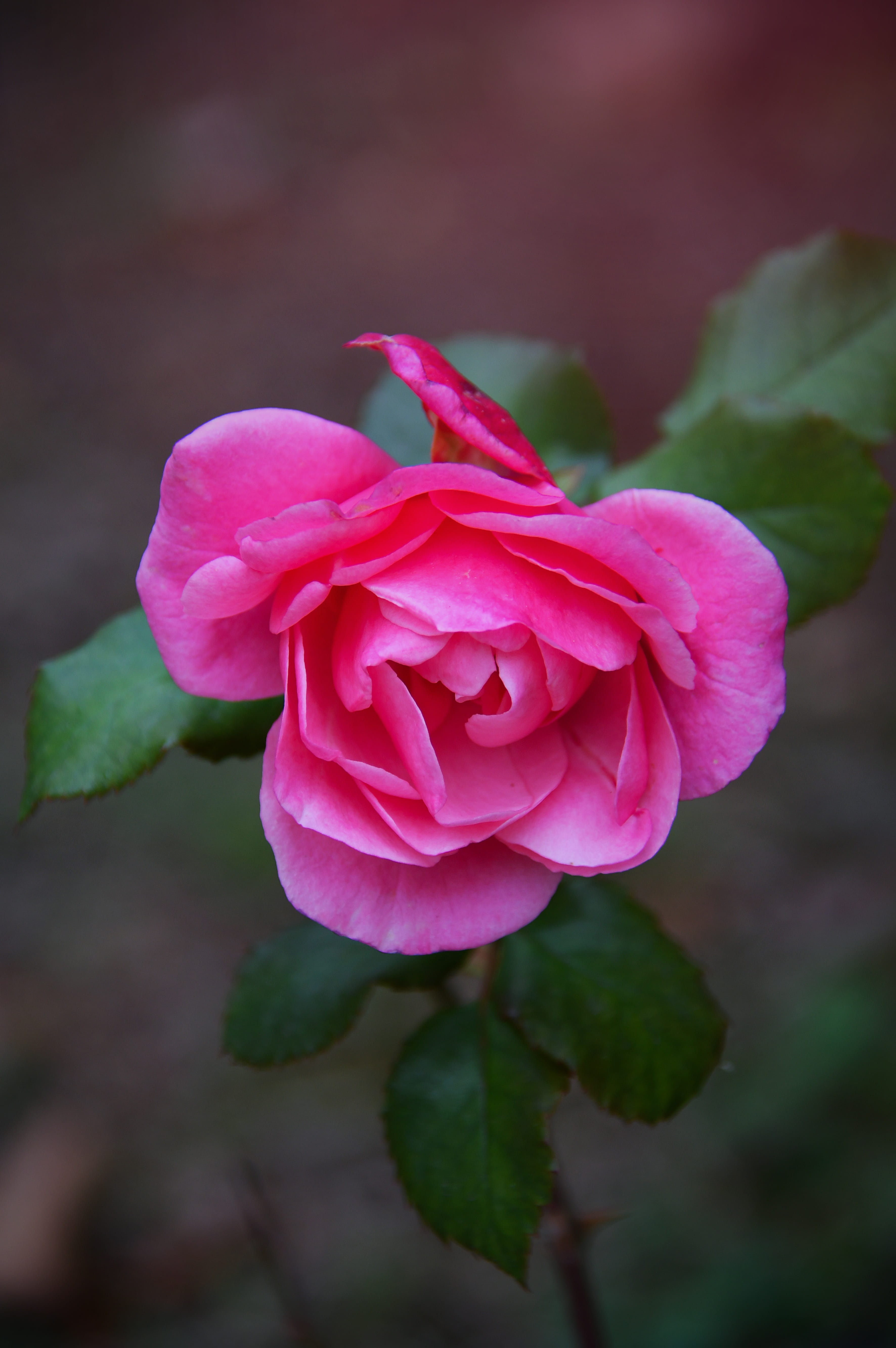 rose, flowers, beauty in nature, pink color, outdoors, inflorescence, beauty, 5K, romance, fall flowers, scent, rose - flower, romantic, no people, day, Phone HD Wallpaper