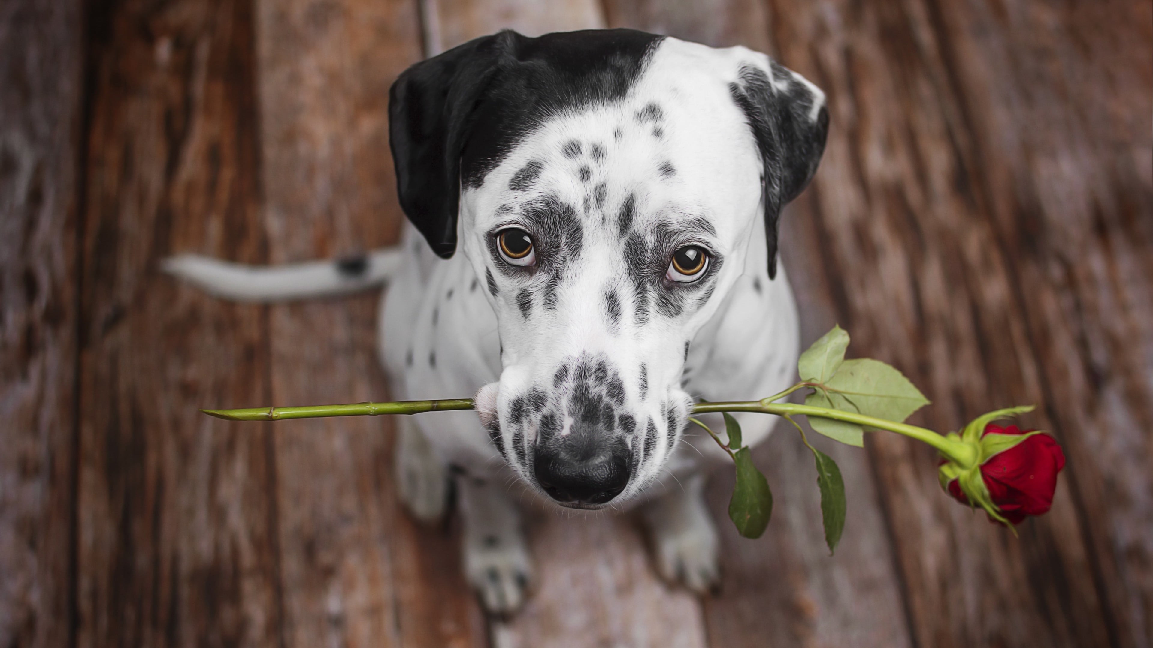 focus on foreground, wood - material, cute, flooring, dalmatian, animal, portrait, indoors, eyes, dog breed, mammal, canine, looking at camera, domestic animals, HD Wallpaper