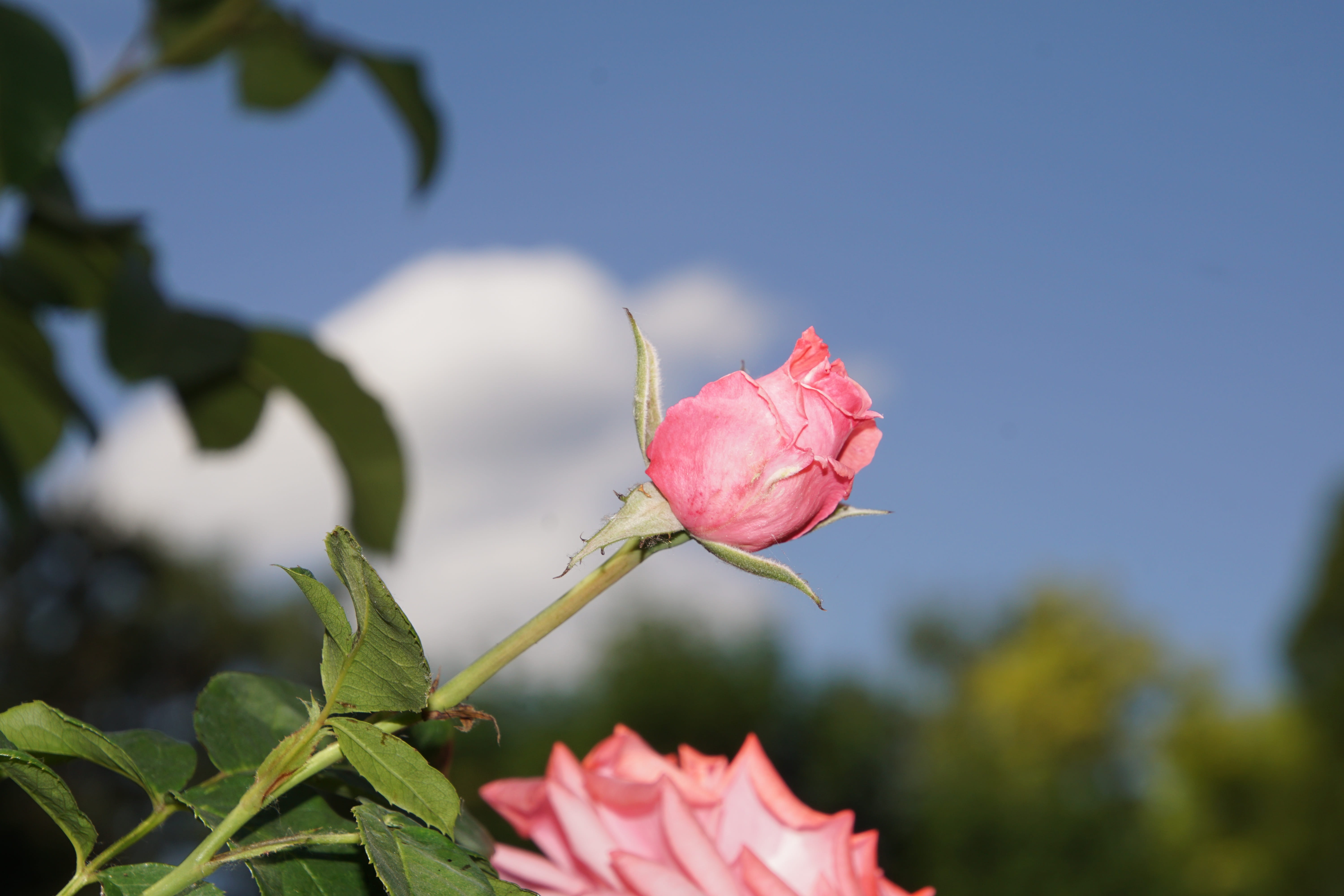 fragility, green, plants and flowers, vulnerability, plant, love, beauty, Bloom, pink color, rose bloom, ramira, form, flower stalk, sepal, nature, flower head, HD Wallpaper